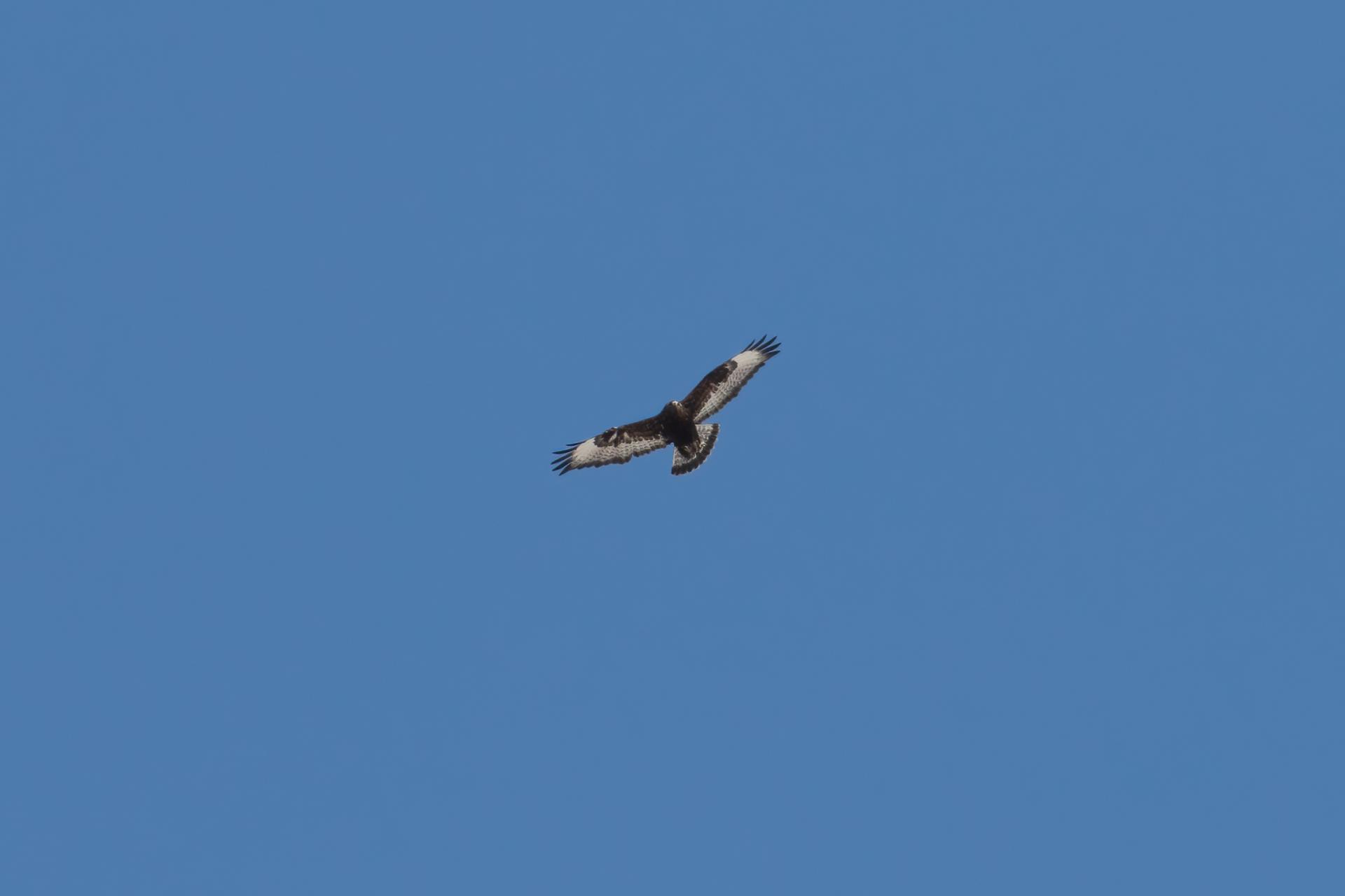 buse-pattue-rough-legged-hawk