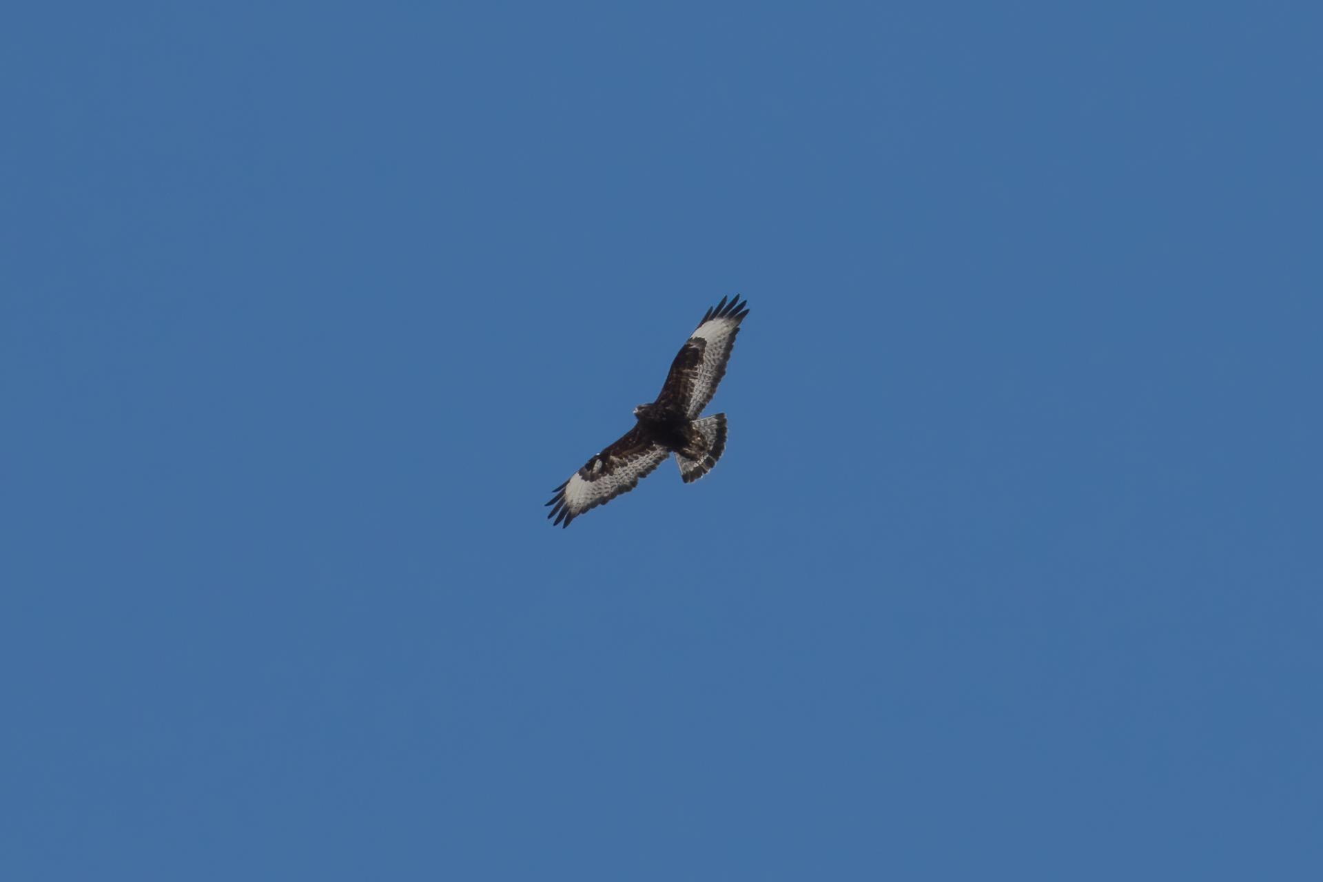 buse-pattue-rough-legged-hawk
