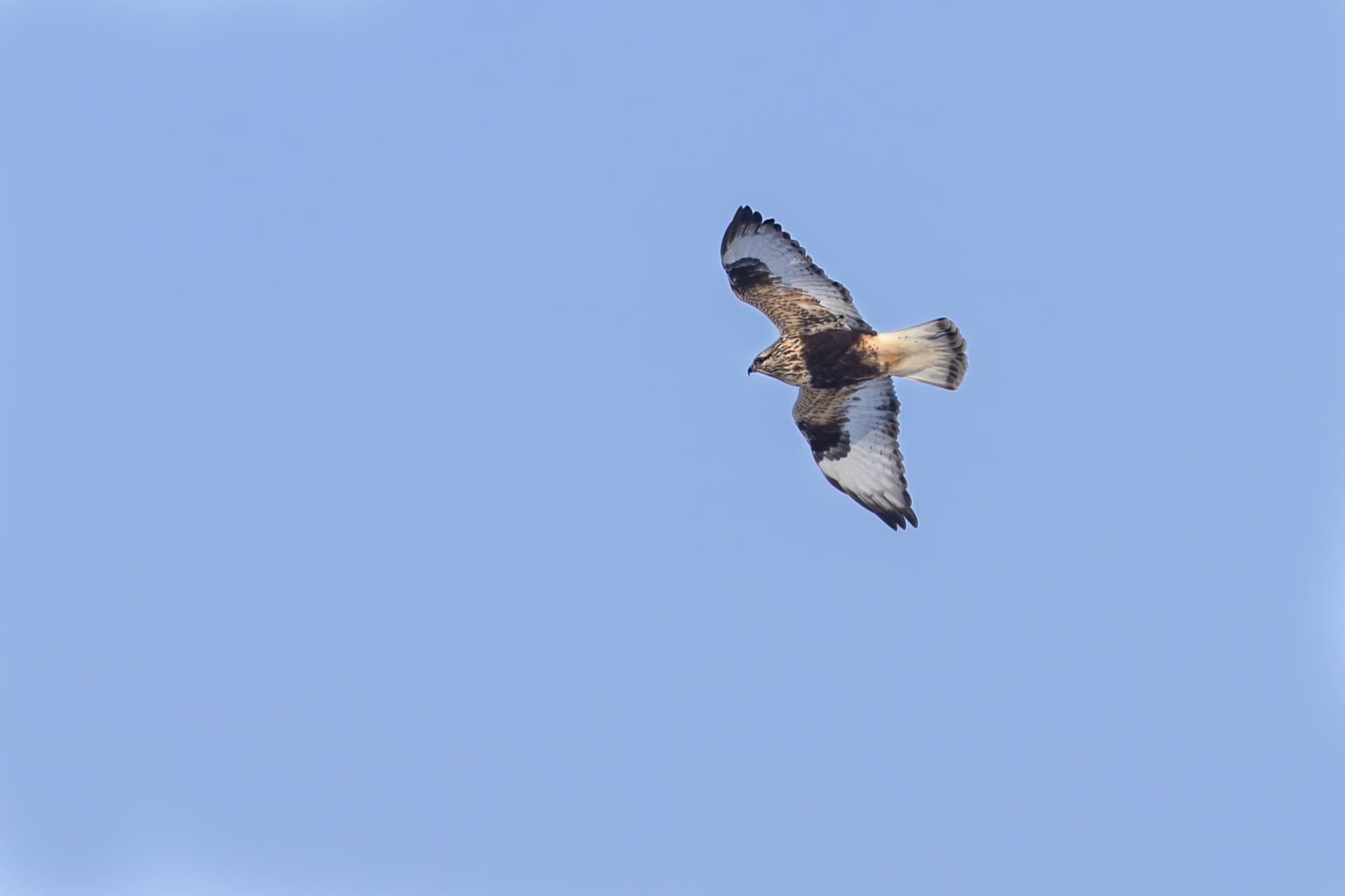 buse-pattue-rough-legged-hawk