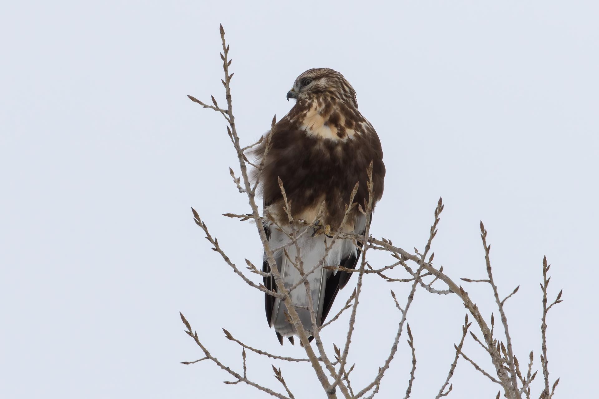 buse-pattue-rough-legged-hawk