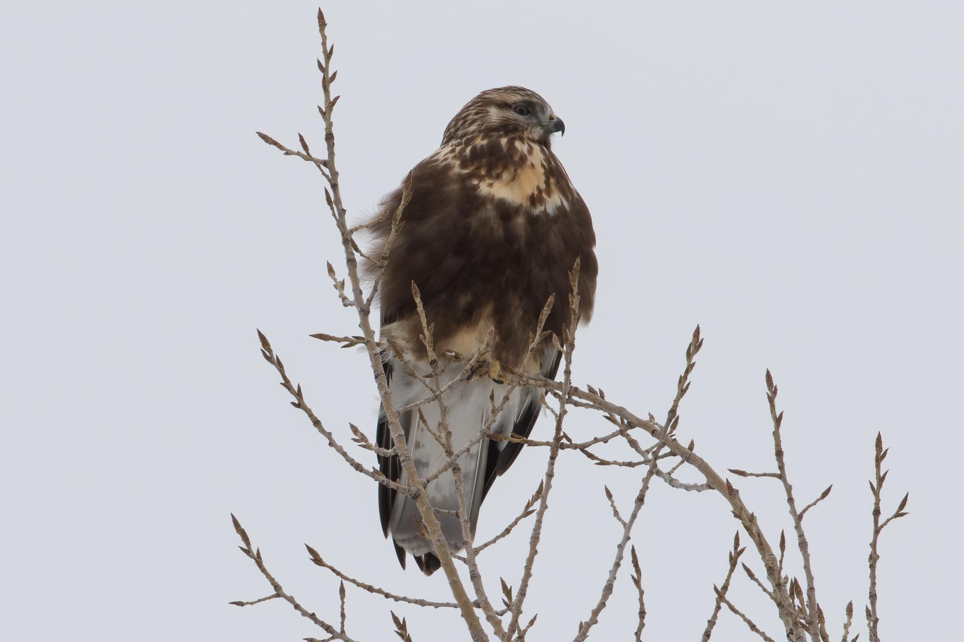 buse-pattue-rough-legged-hawk