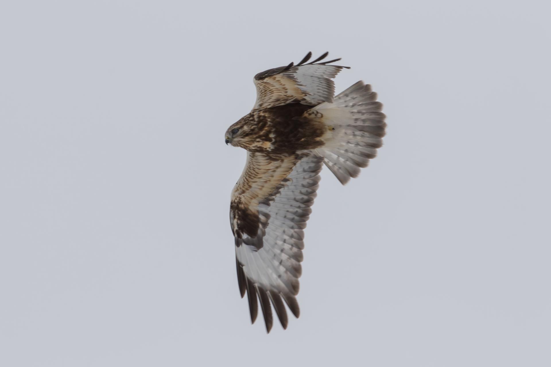 buse-pattue-rough-legged-hawk