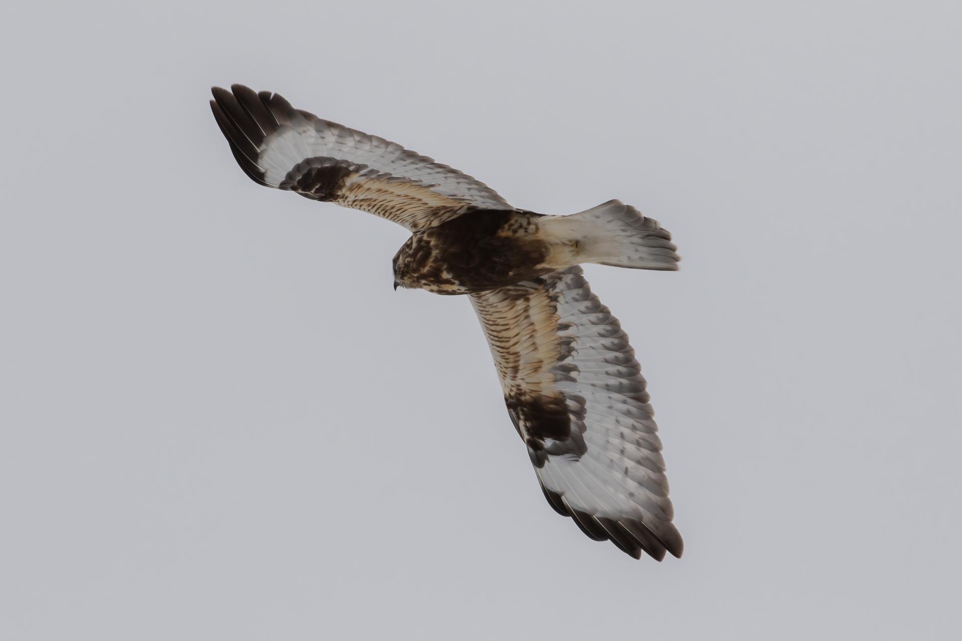 buse-pattue-rough-legged-hawk