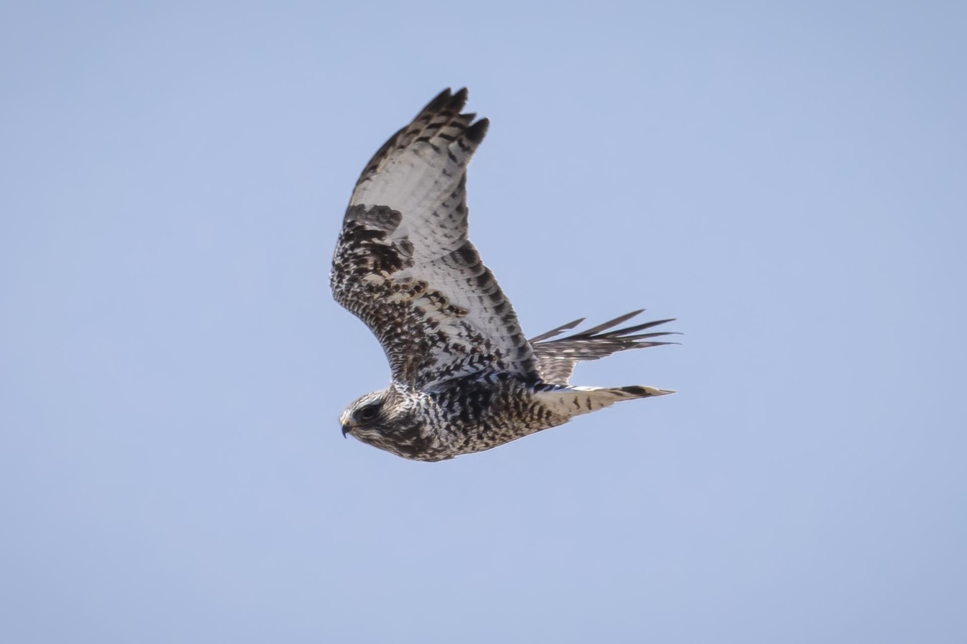 buse-pattue-rough-legged-hawk