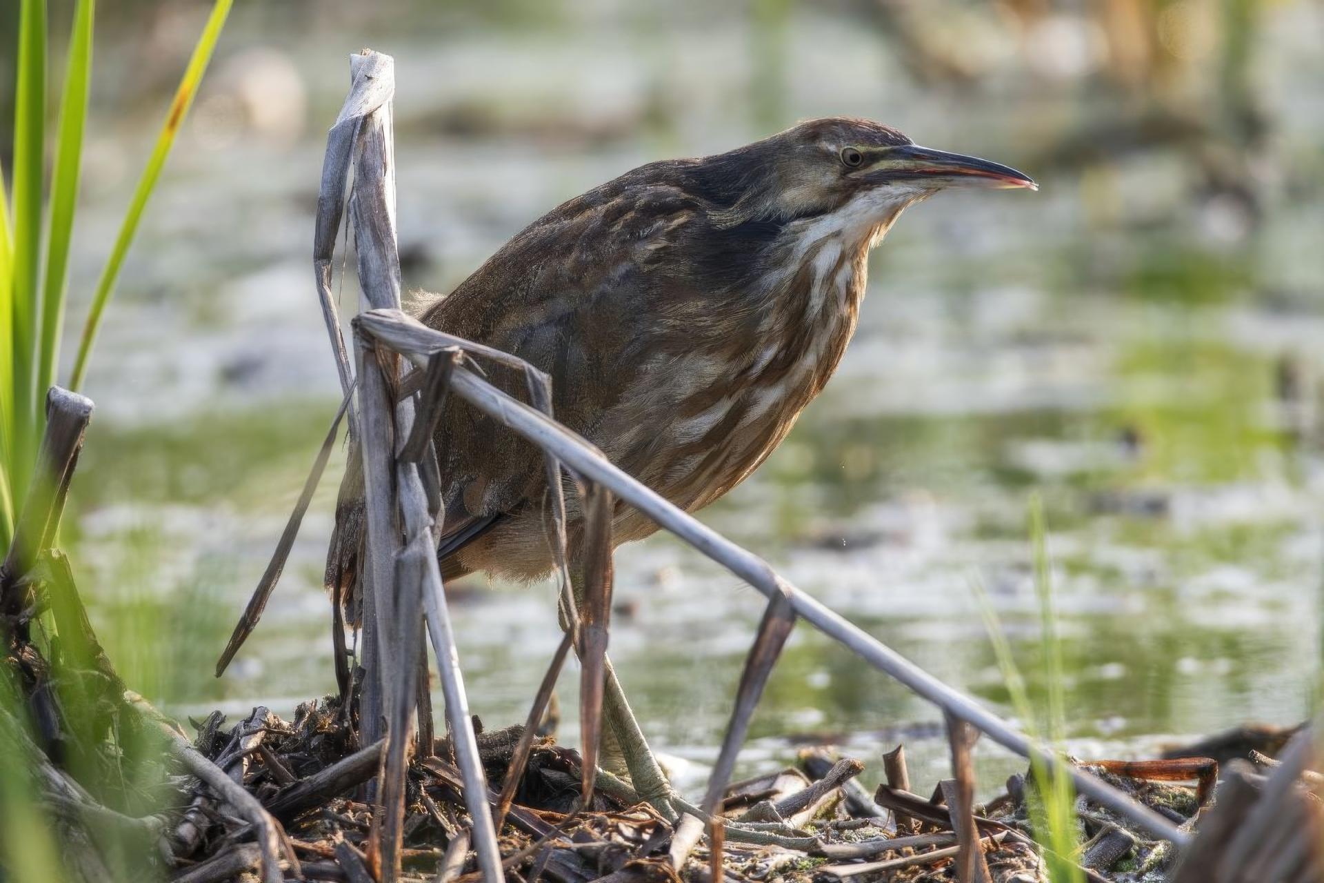 butor-d-amerique-American-bittern