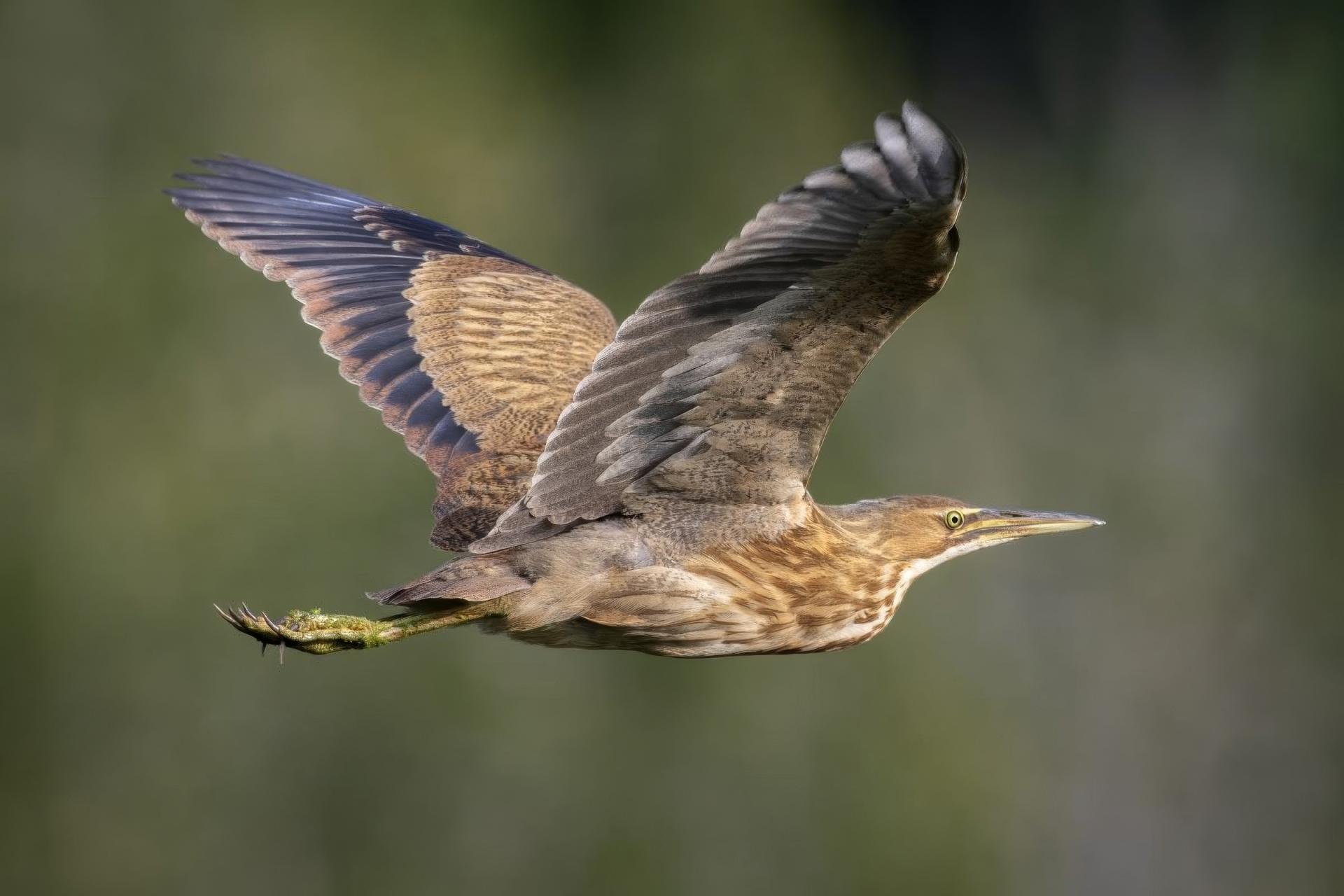 butor-d-amerique-American-bittern