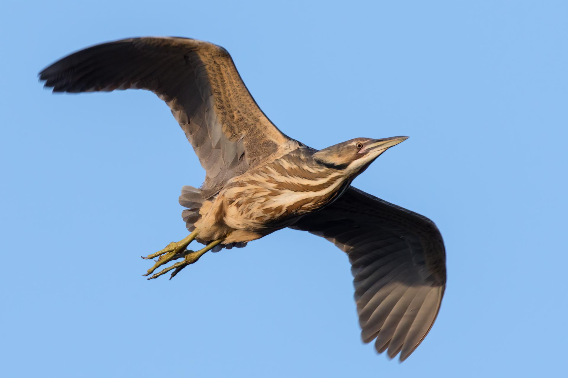 butor-d-amerique-American-bittern
