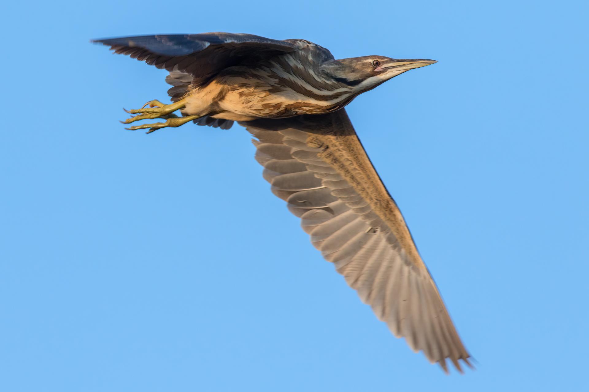 butor-d-amerique-American-bittern