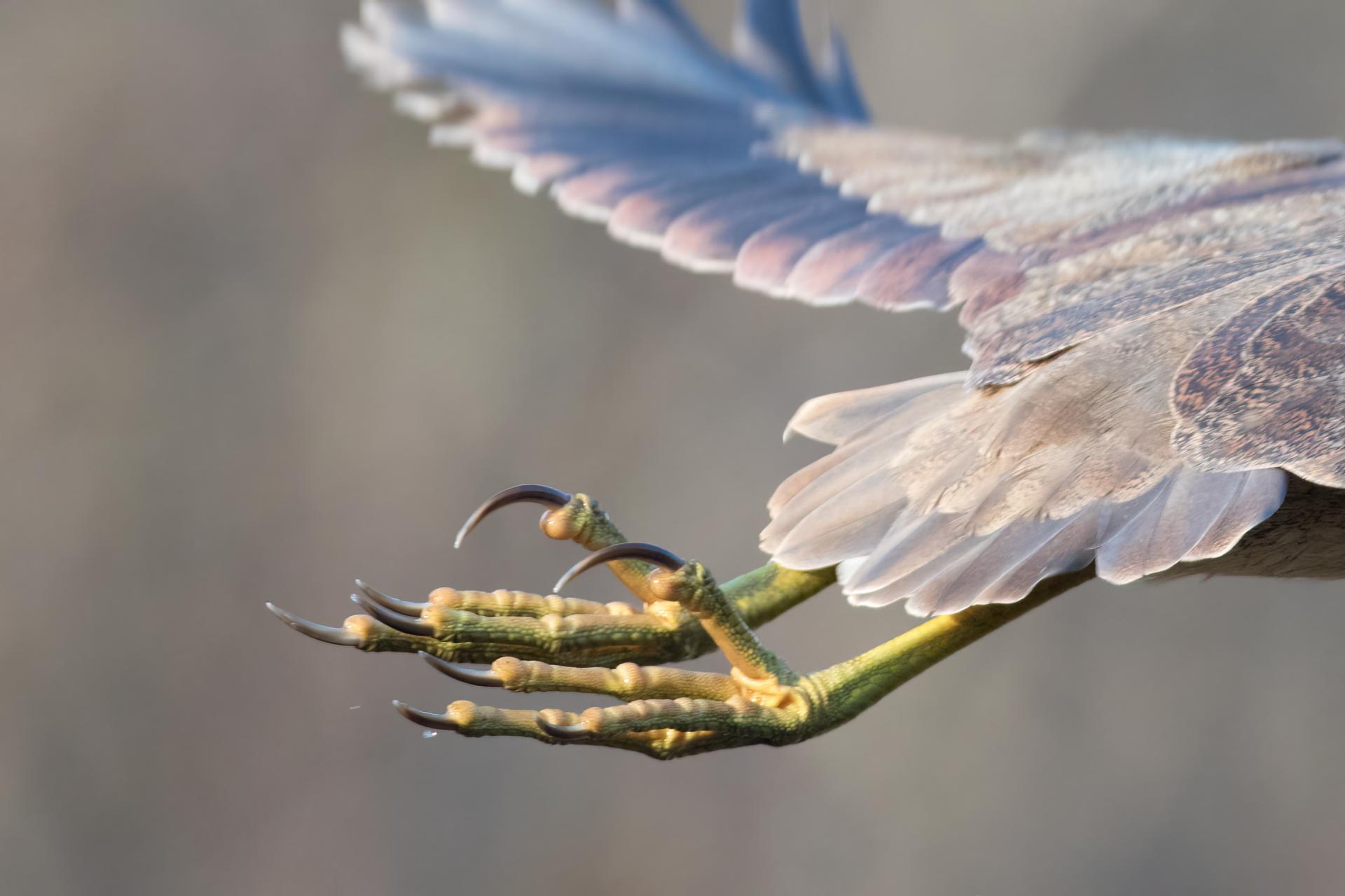 butor-d-amerique-American-bittern