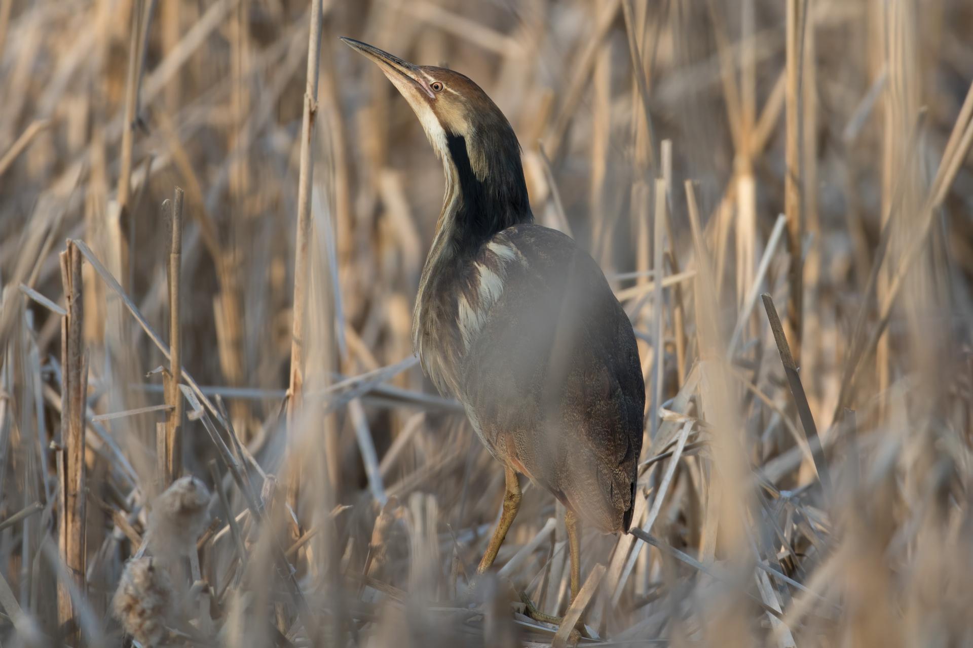 butor-d-amerique-American-bittern