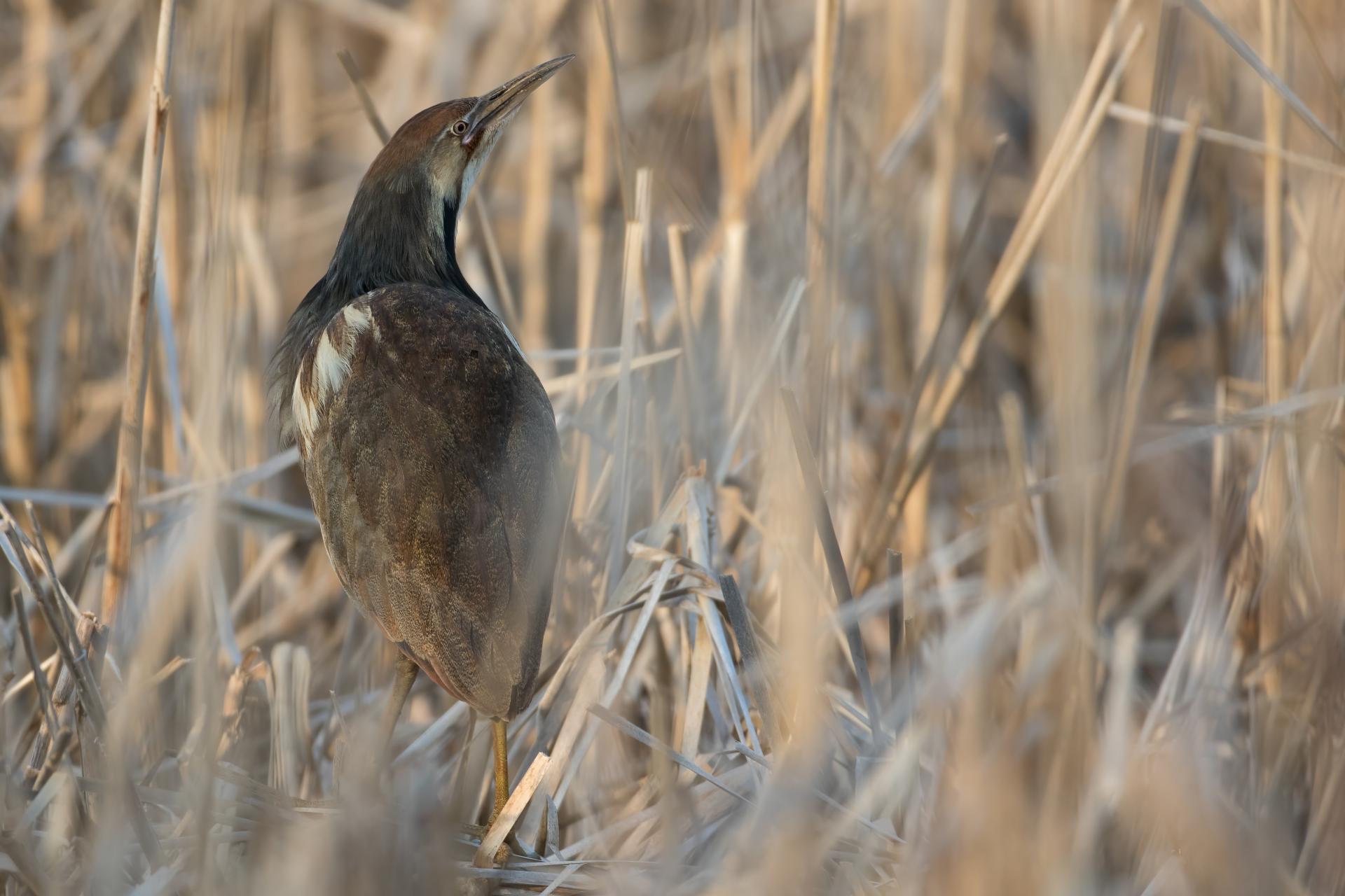 butor-d-amerique-American-bittern