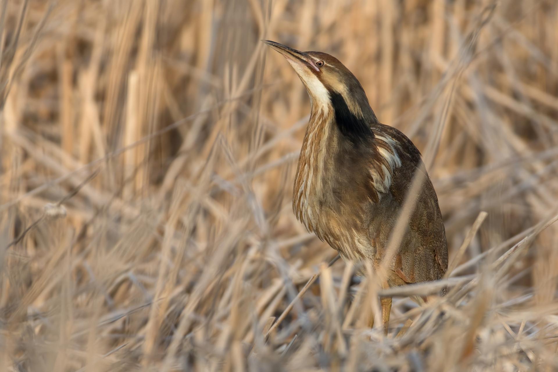 butor-d-amerique-American-bittern