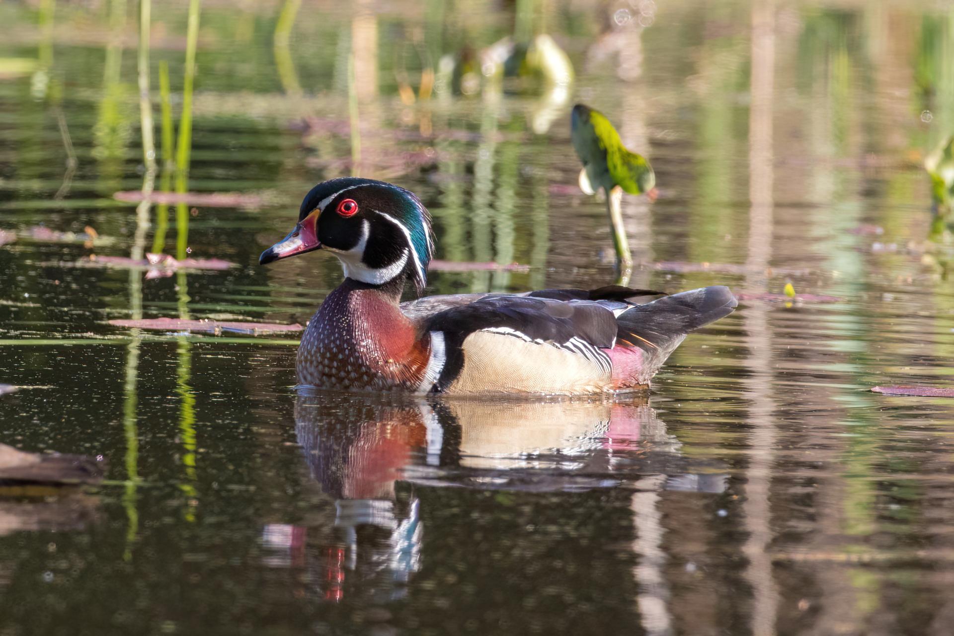 canard-branchu-wood-duck