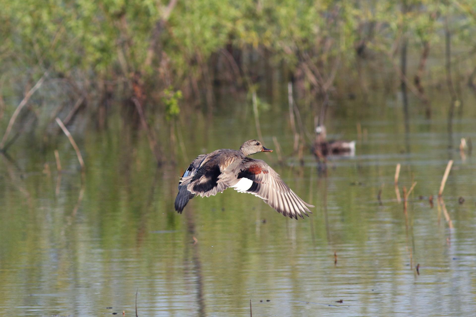 canard-chipeau-gadwall