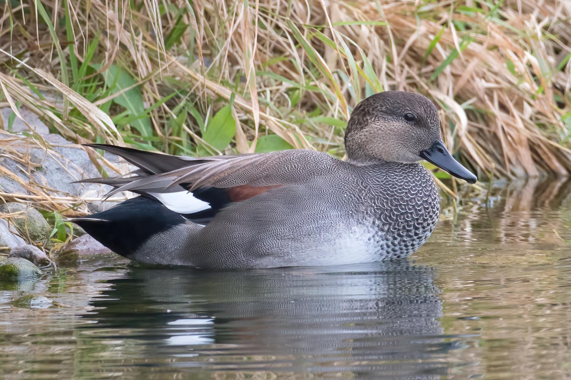 canard-chipeau-gadwall