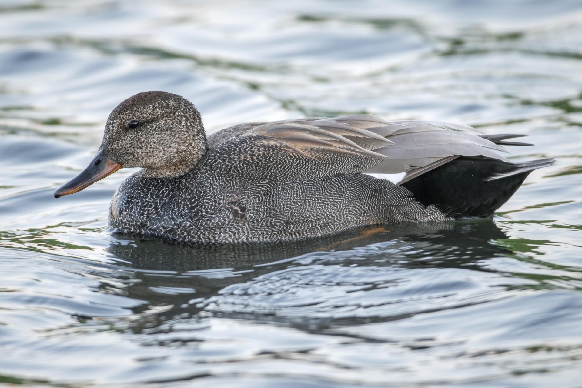 canard-chipeau-gadwall