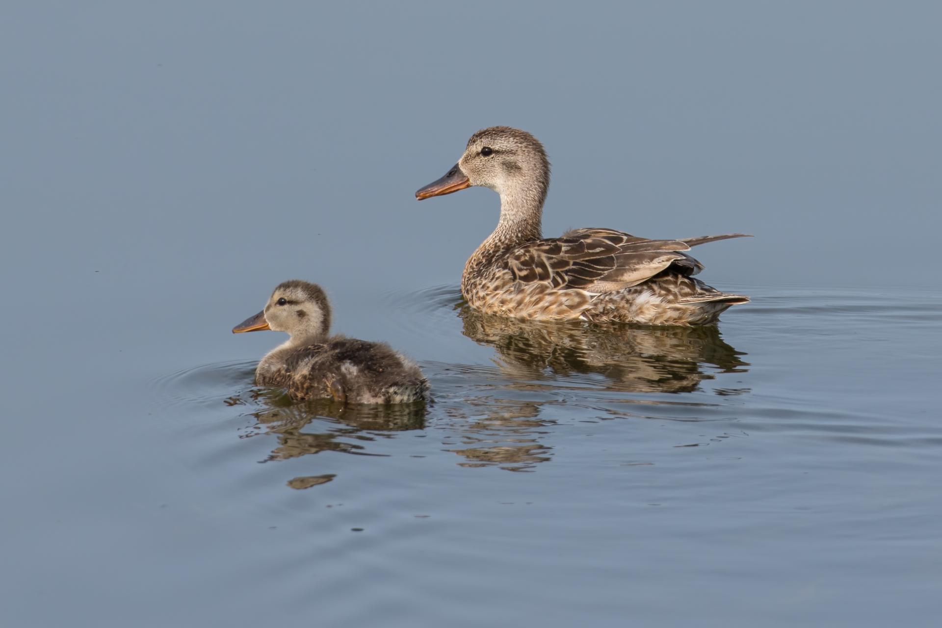 canard-chipeau-gadwall