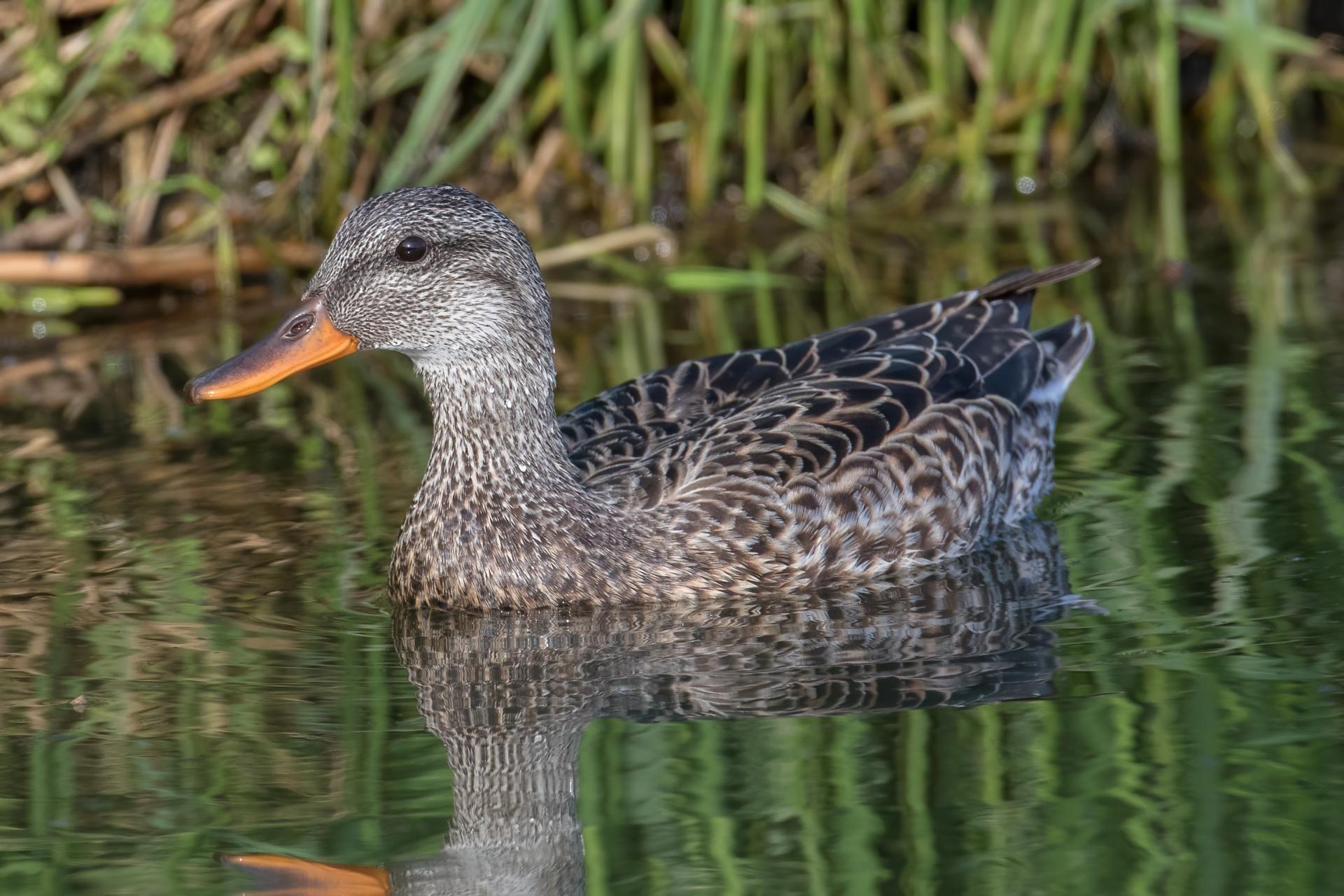 canard-chipeau-gadwall