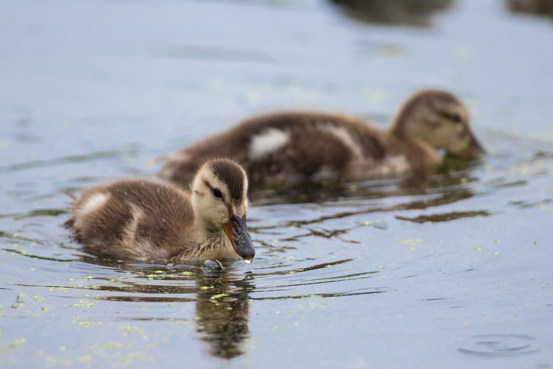 canard-chipeau-gadwall