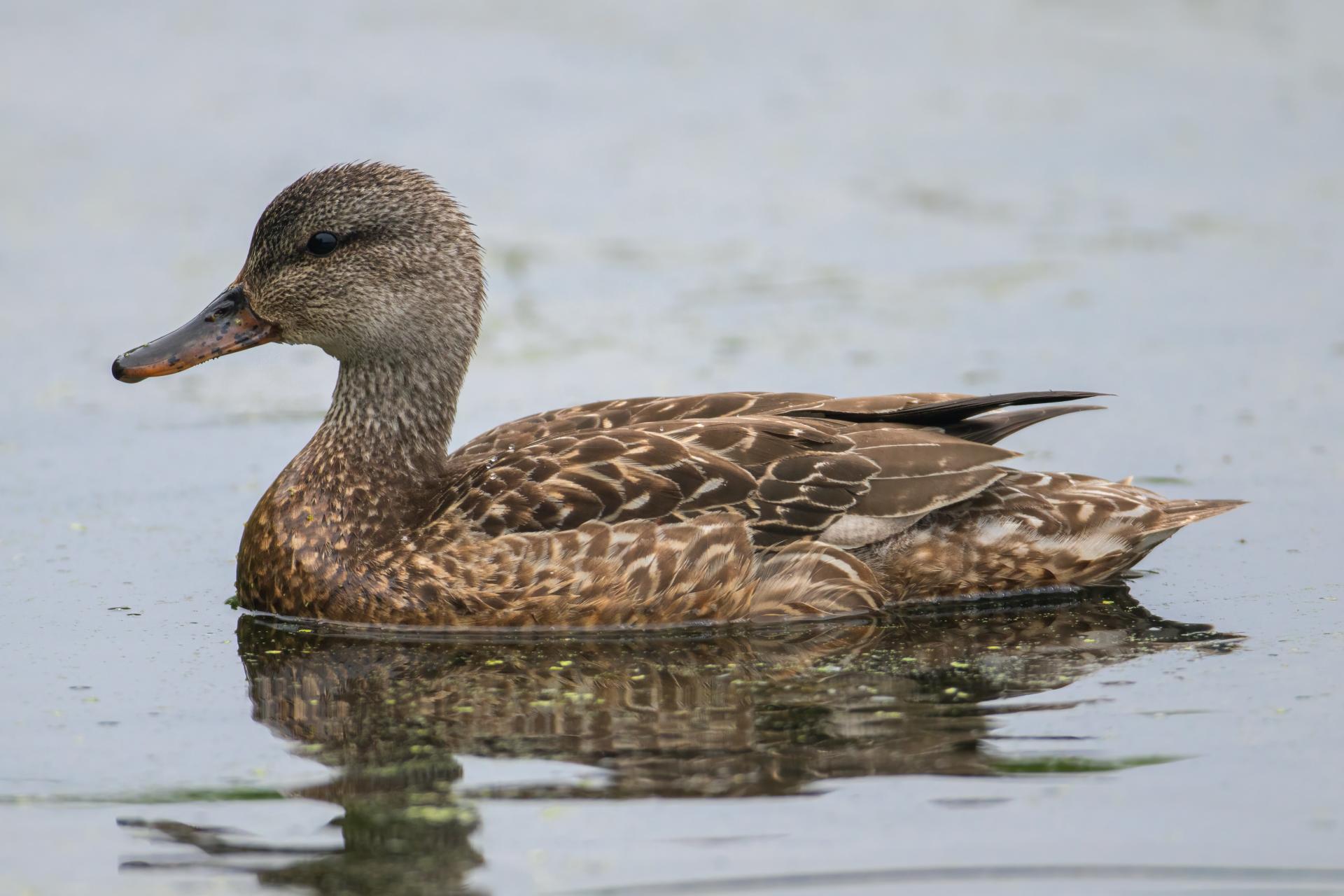 canard-chipeau-gadwall