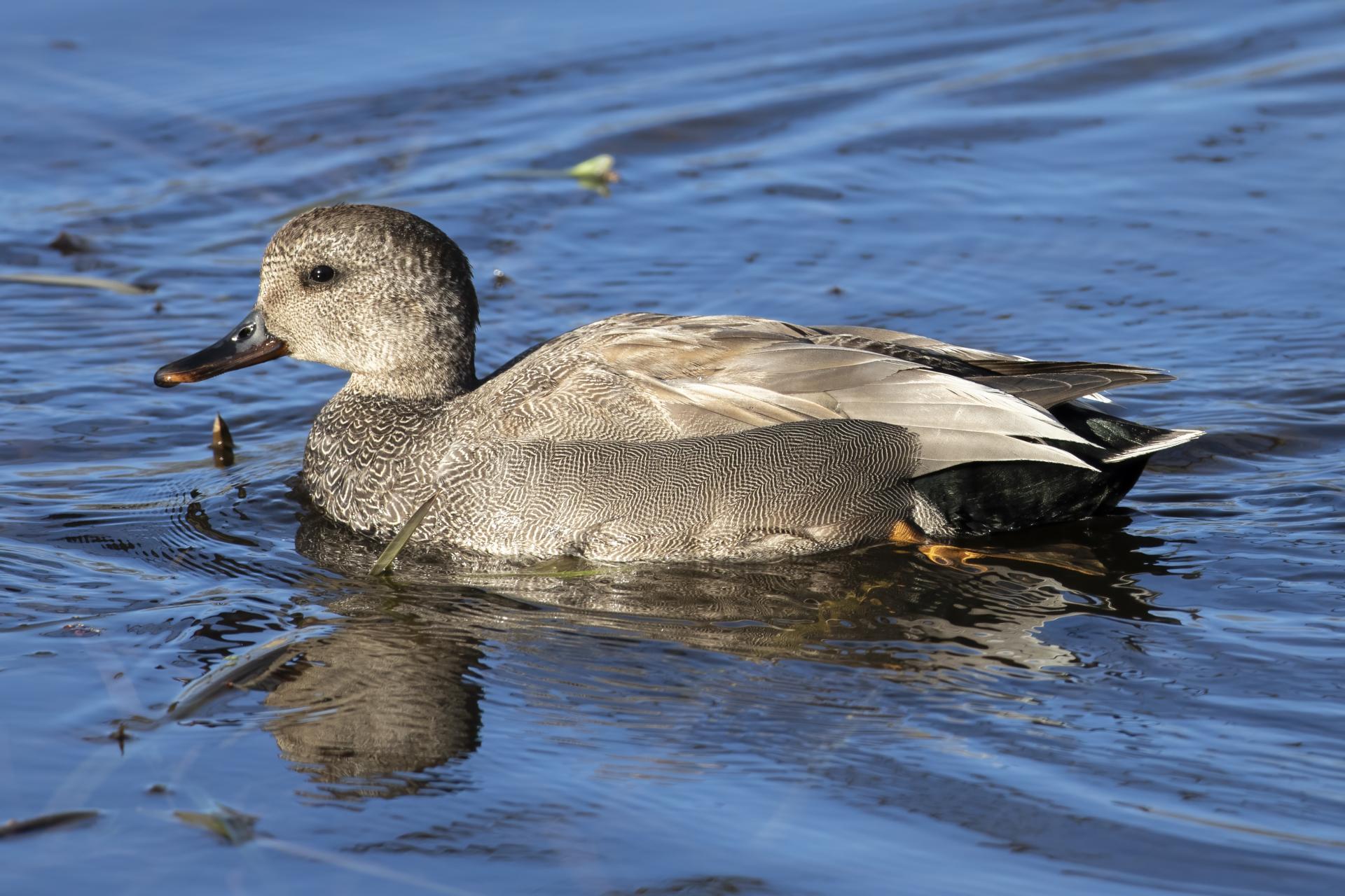 canard-chipeau-gadwall