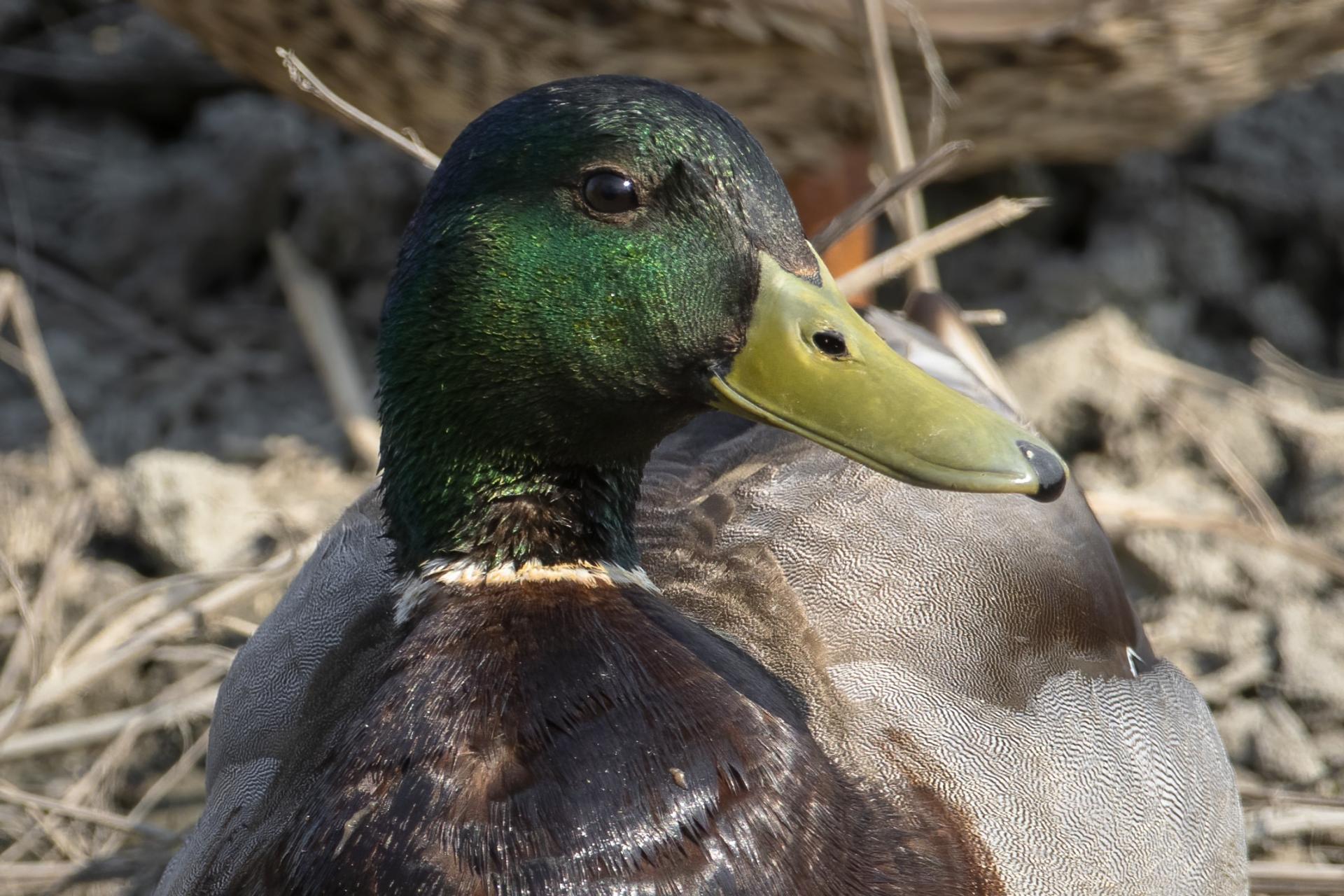 canard-colvert-mallard
