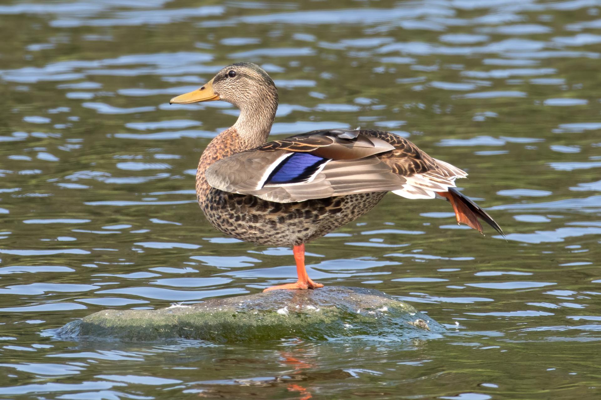 canard-colvert-mallard