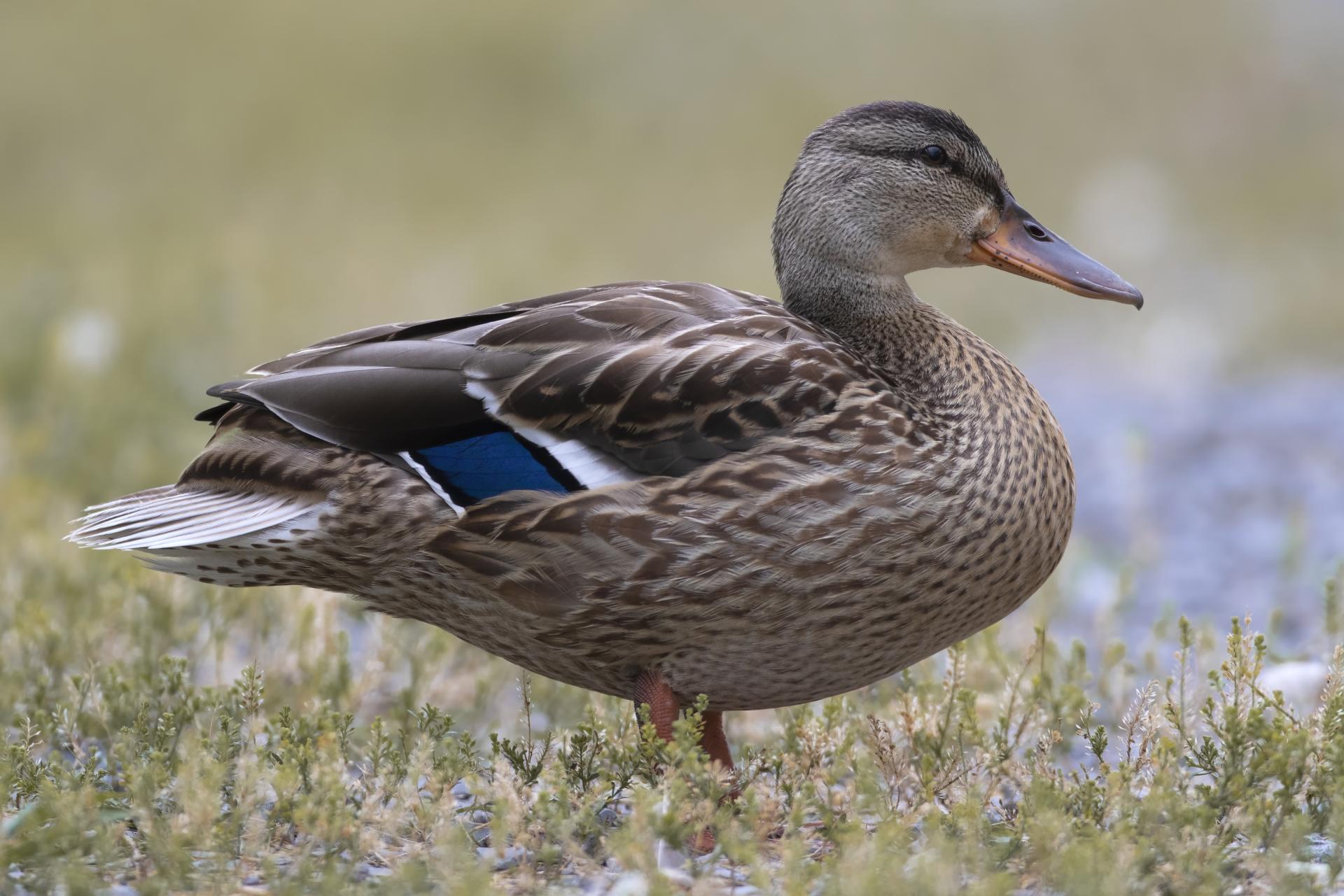 canard-colvert-mallard