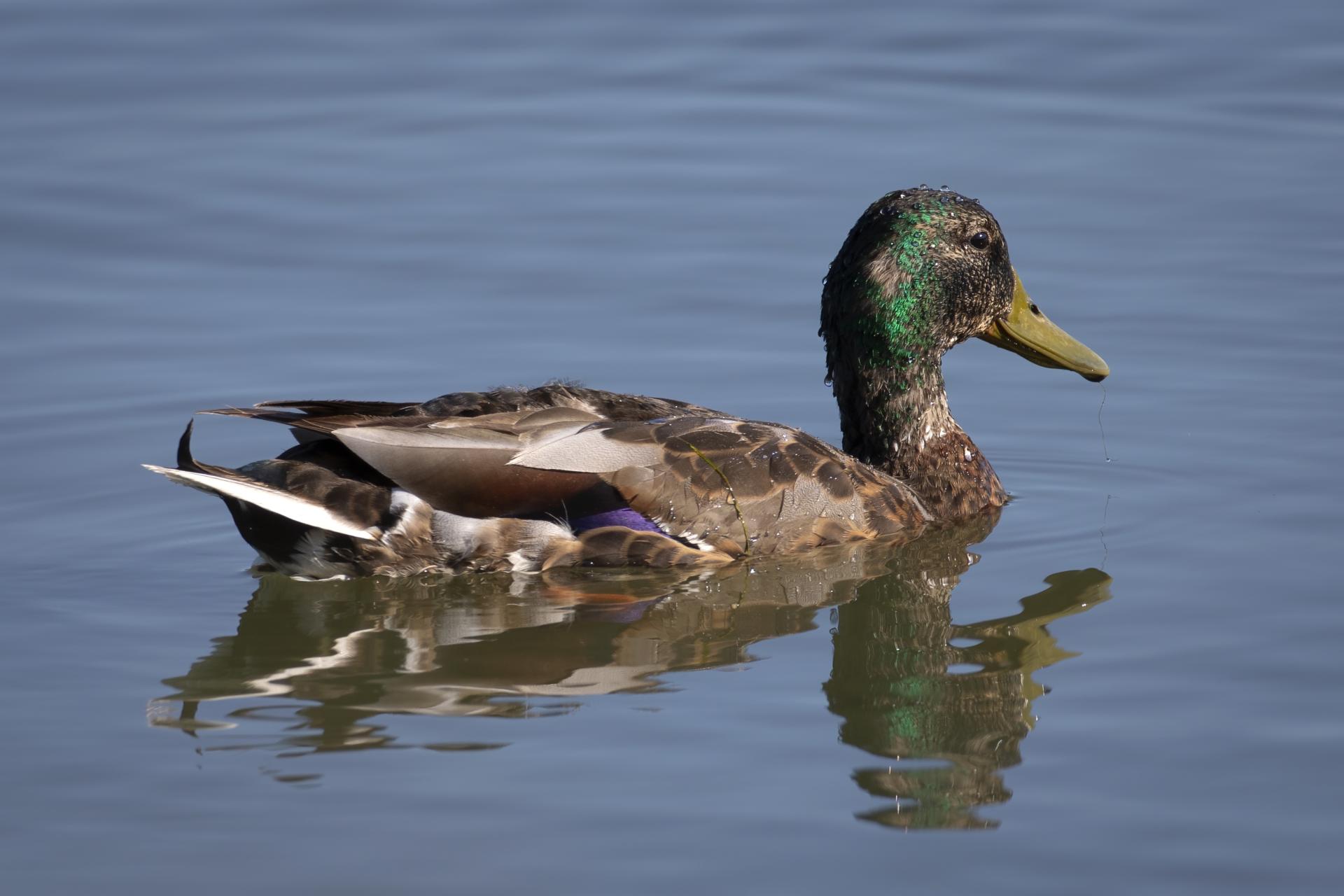 canard-colvert-mallard