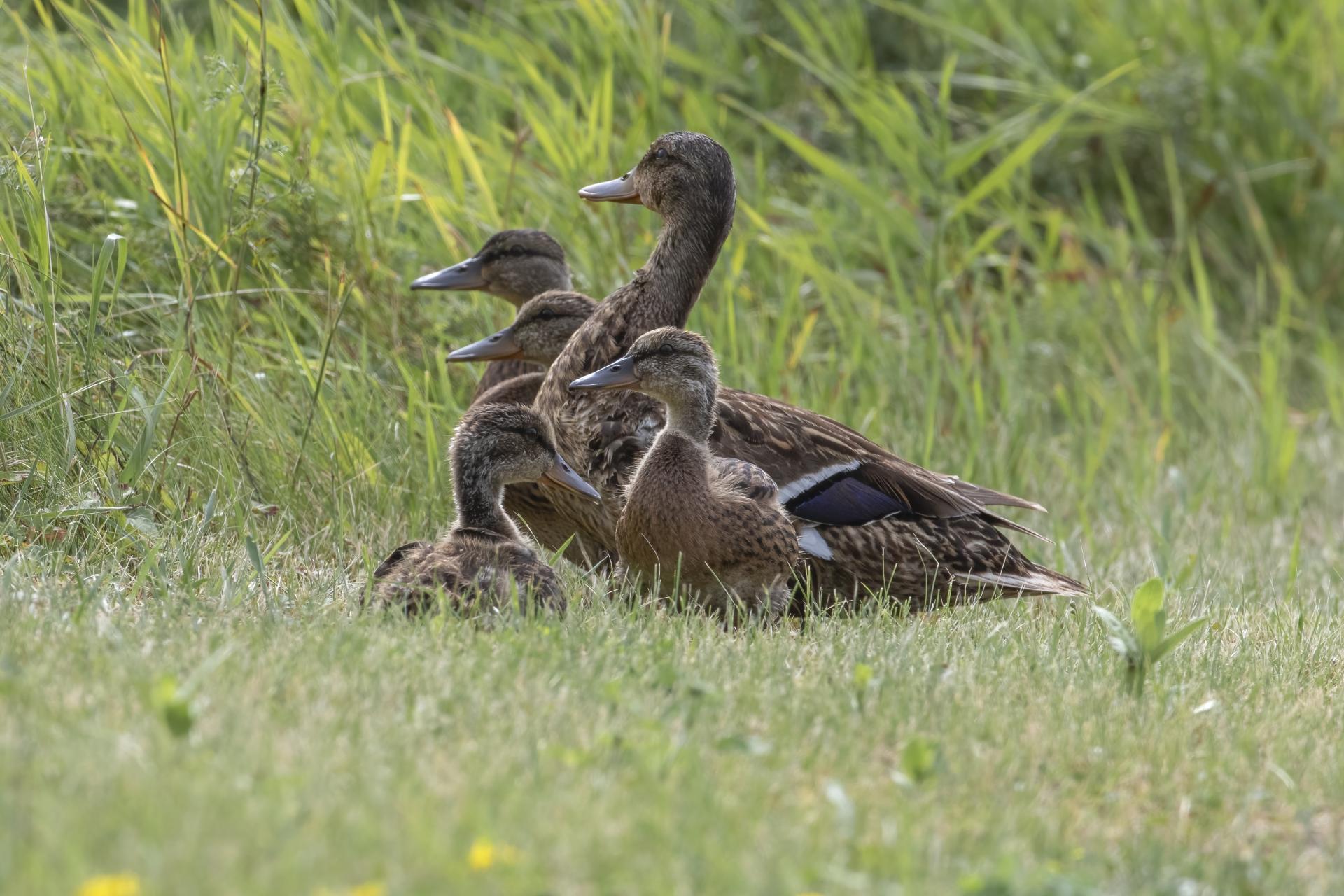 canard-colvert-mallard