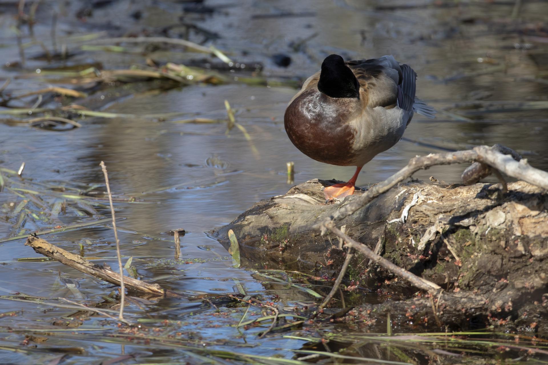 canard-colvert-mallard