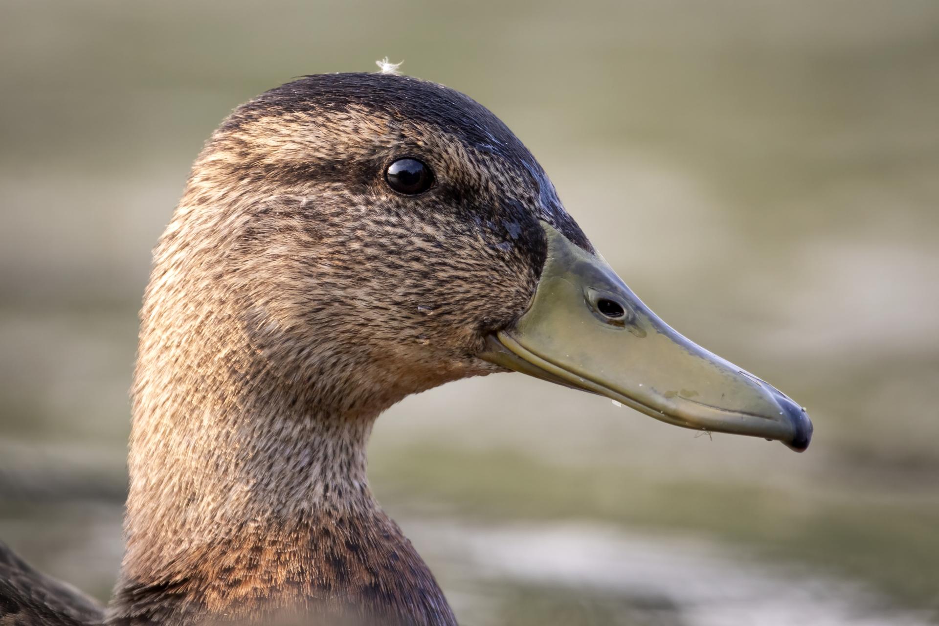 canard-colvert-mallard