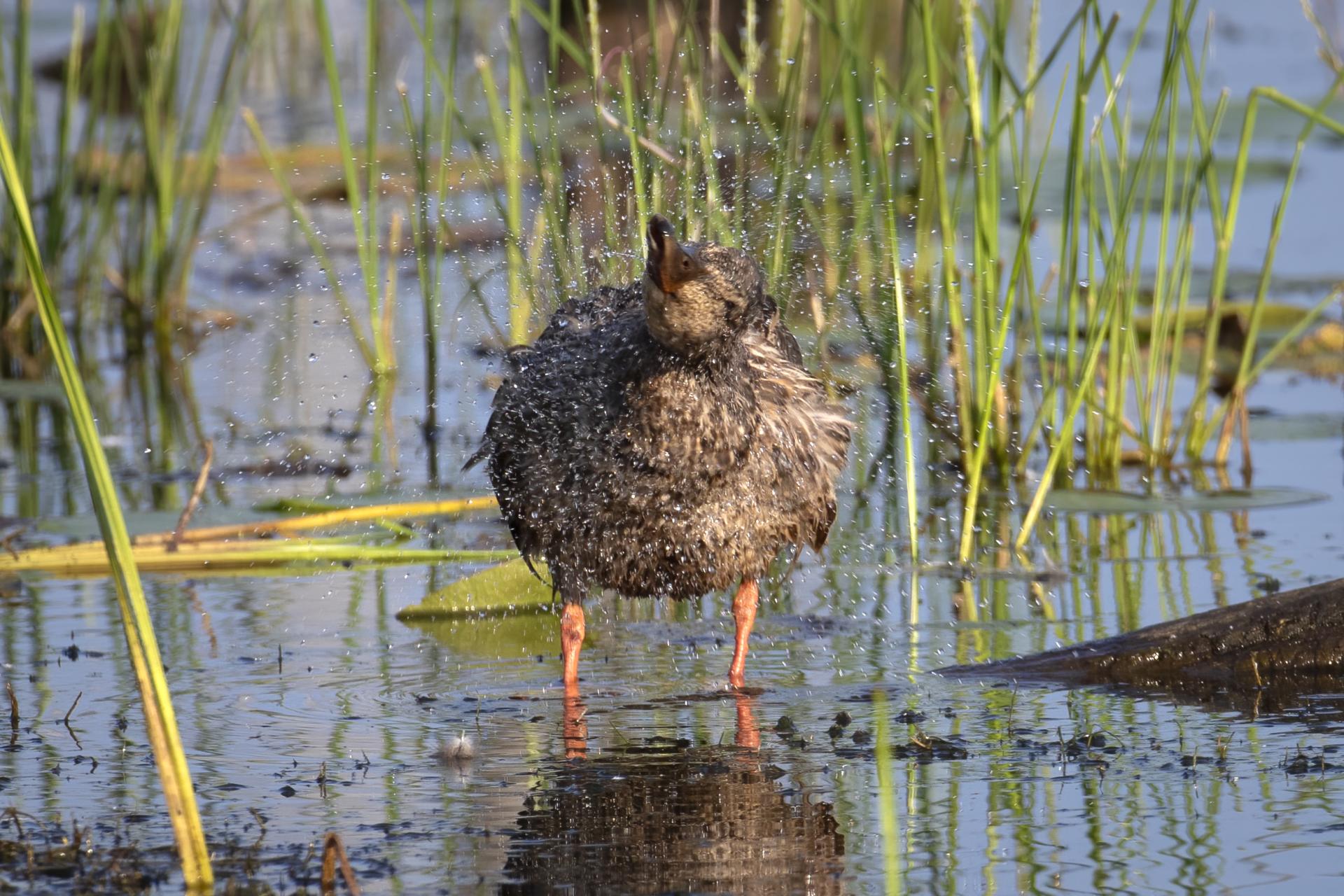 canard-colvert-mallard