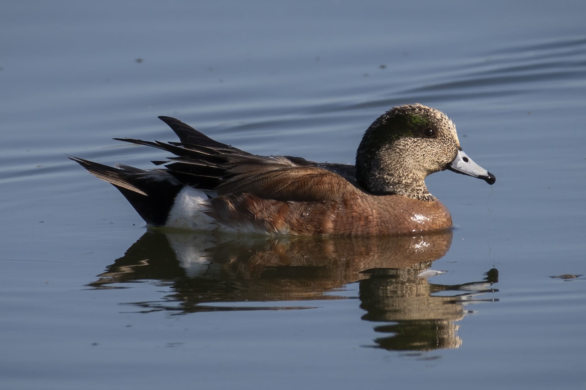 canard-d-amerique-American-wigeon