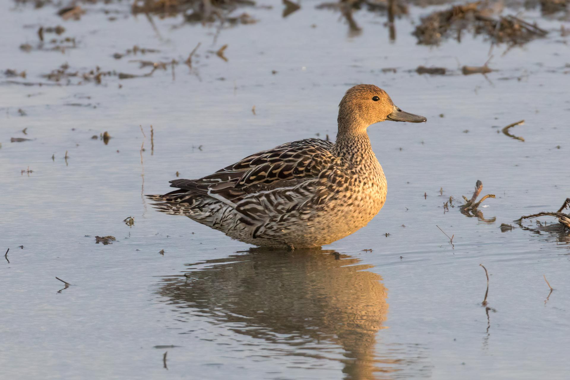 canard-pilet-Northern-pintail
