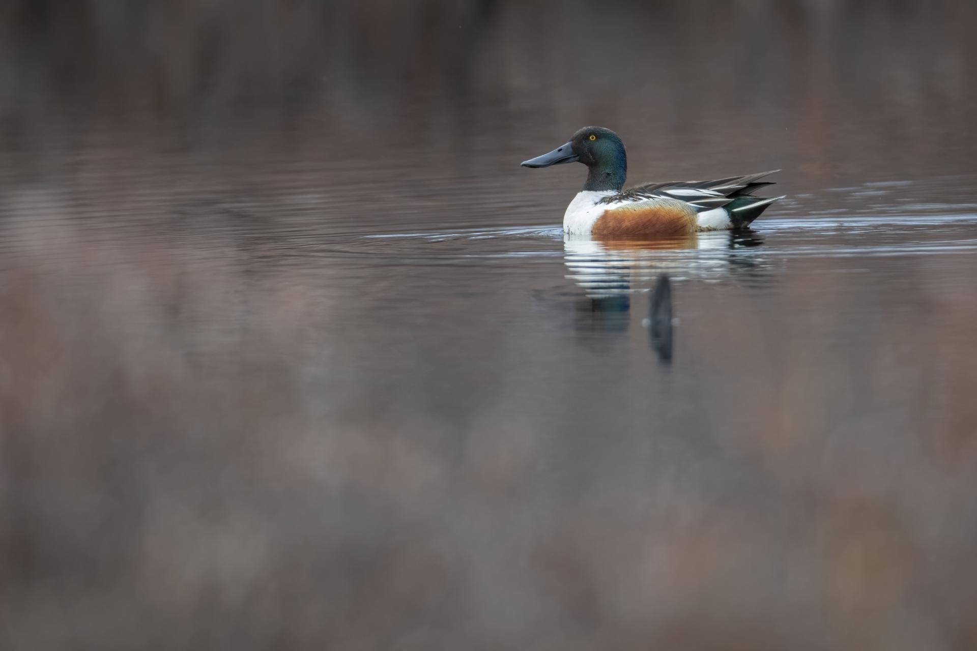canard-souchet-Northern-shoveler