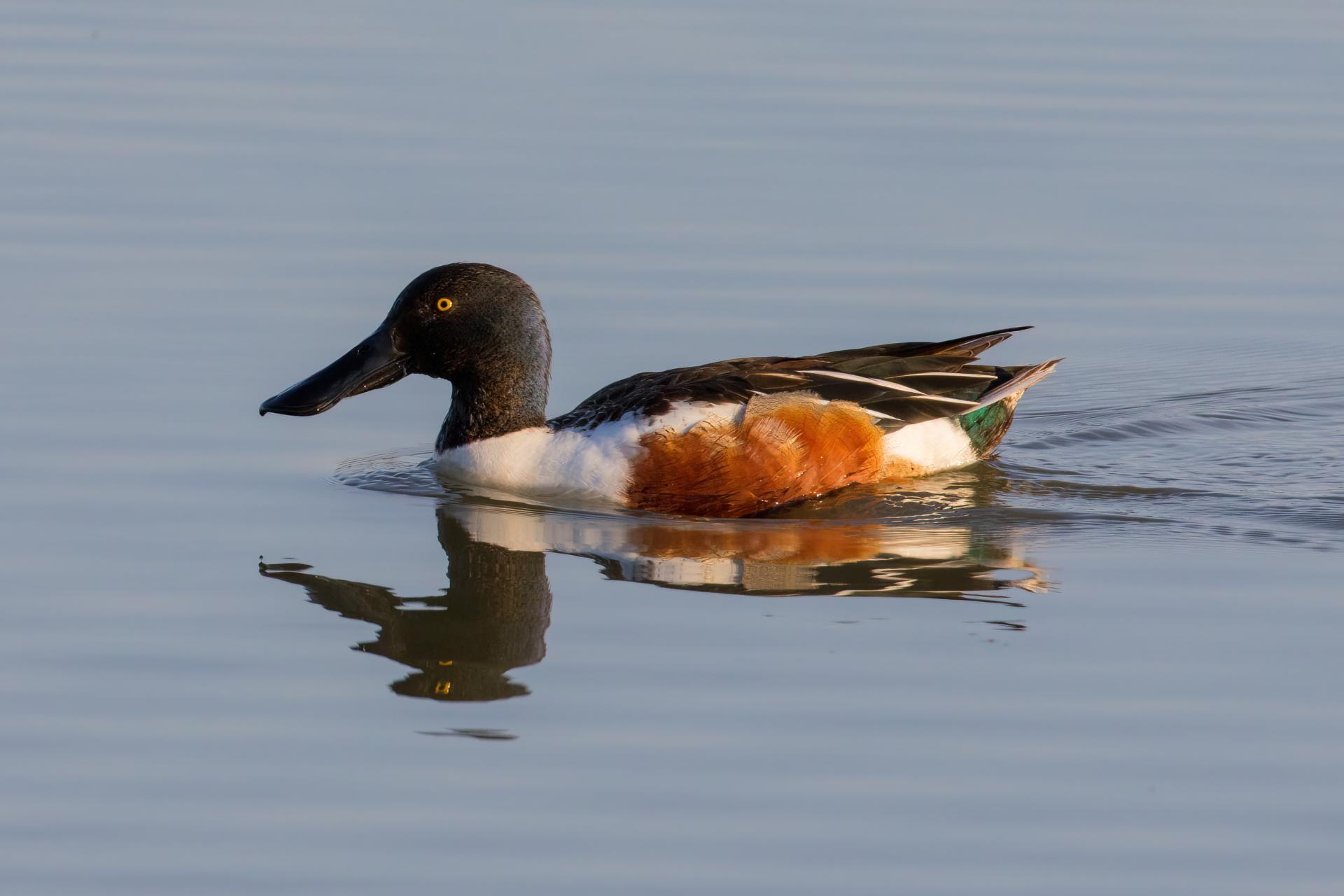 canard-souchet-Northern-shoveler
