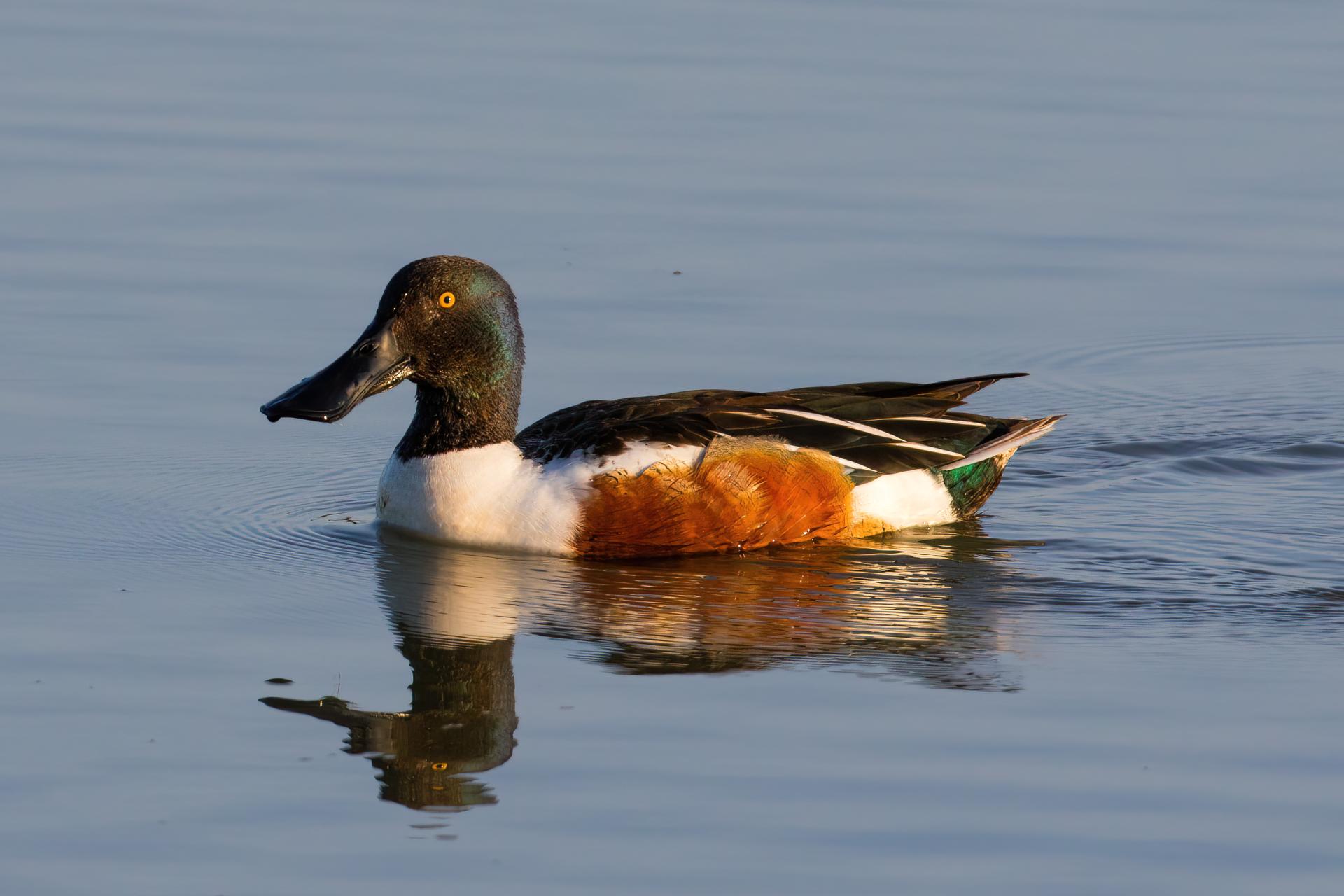 canard-souchet-Northern-shoveler
