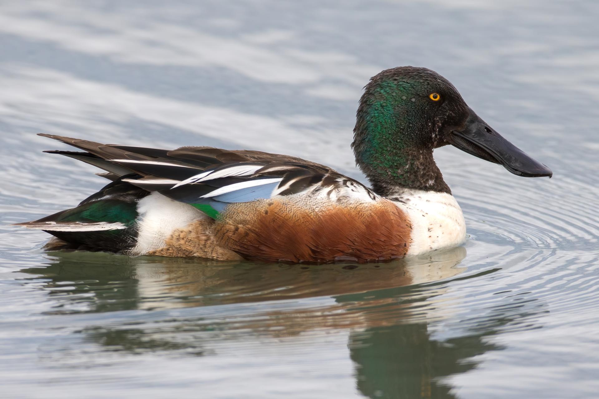 canard-souchet-Northern-shoveler