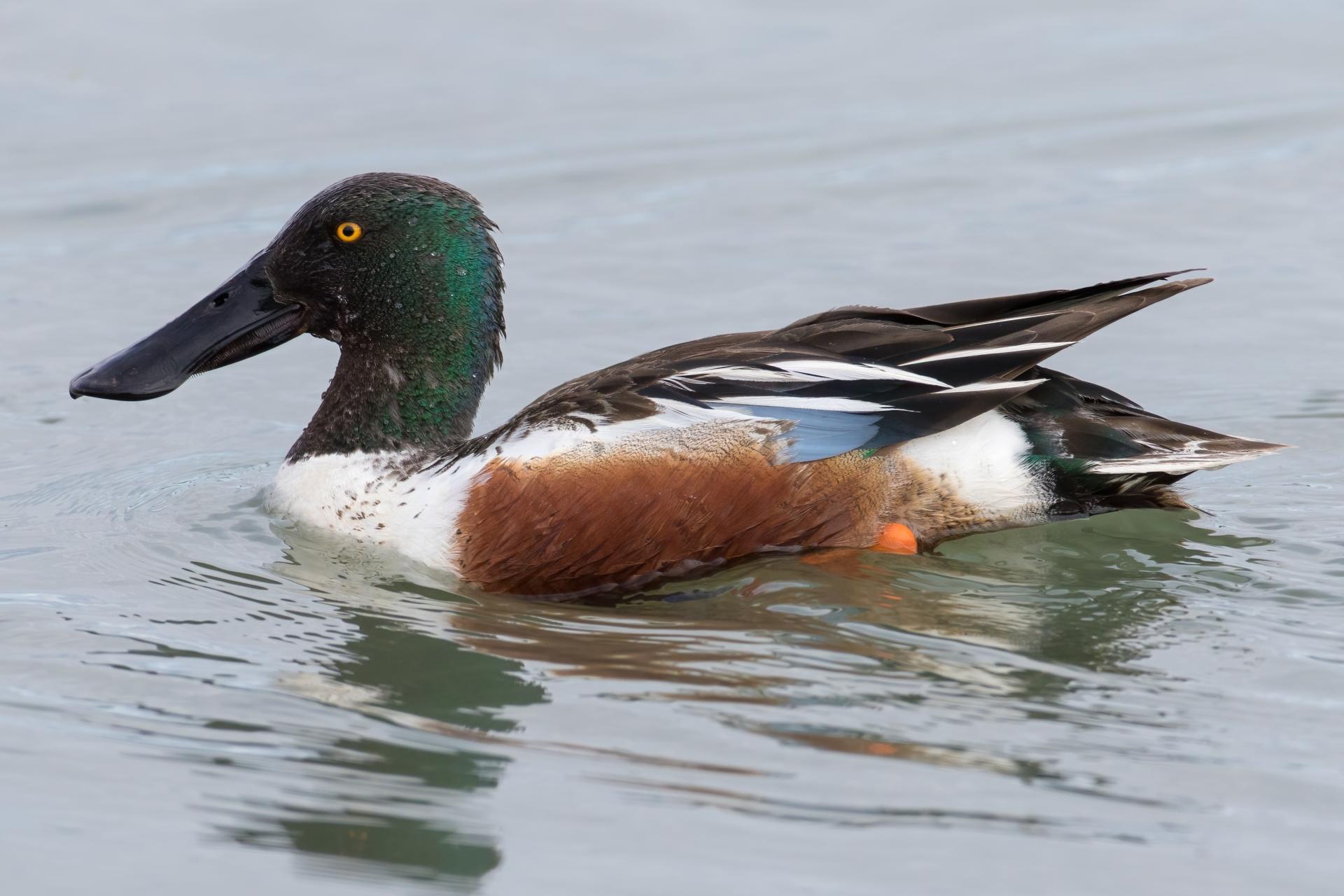 canard-souchet-Northern-shoveler