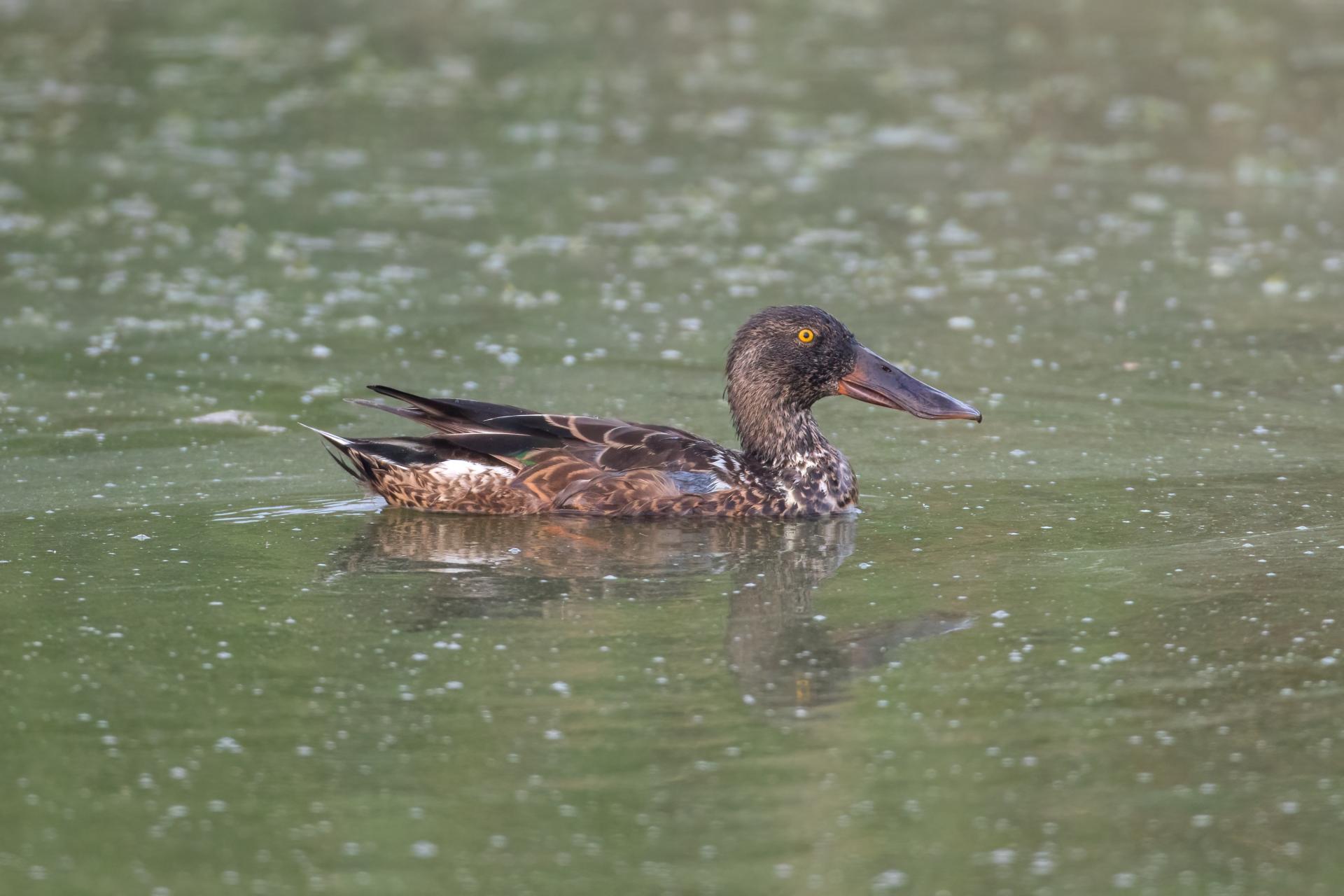 canard-souchet-Northern-shoveler