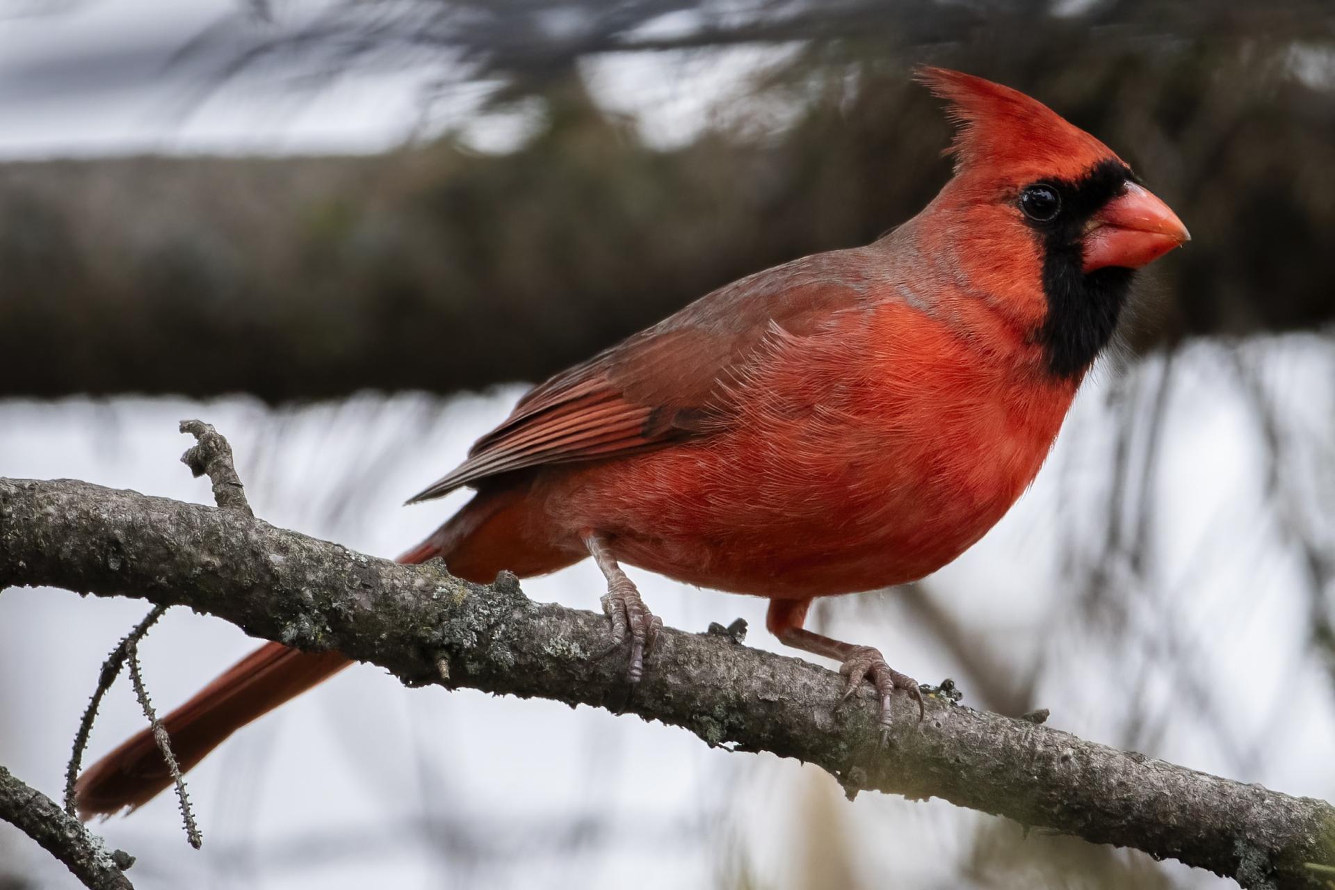 cardinal-rouge-Northern-cardinal
