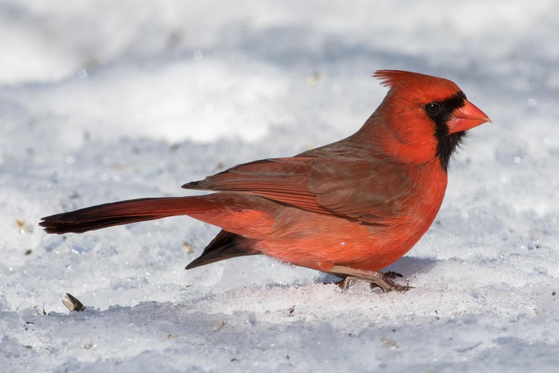 cardinal-rouge-Northern-cardinal