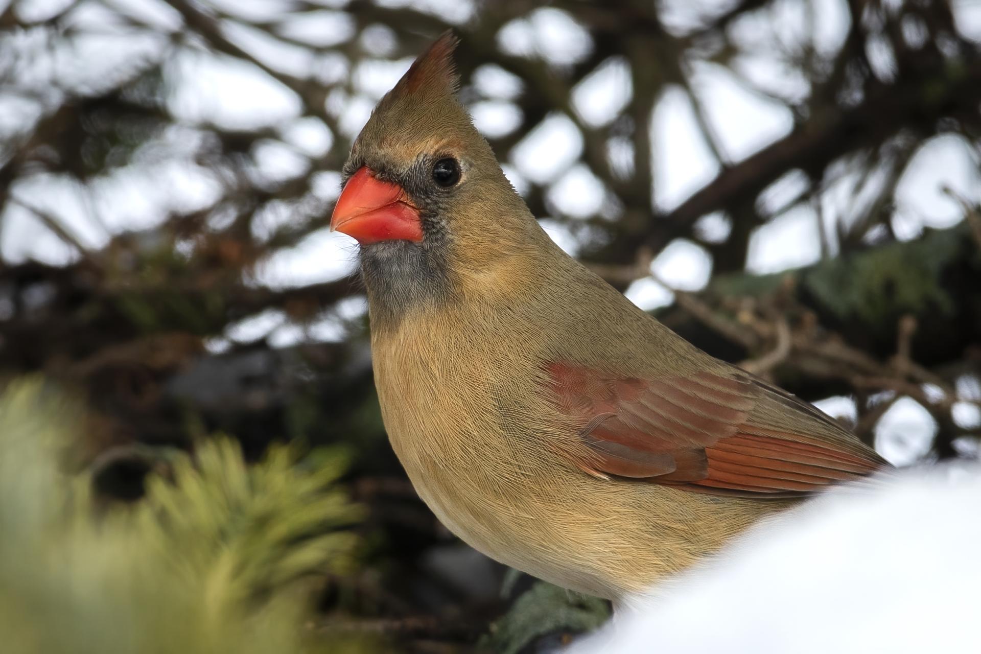 cardinal-rouge-Northern-cardinal