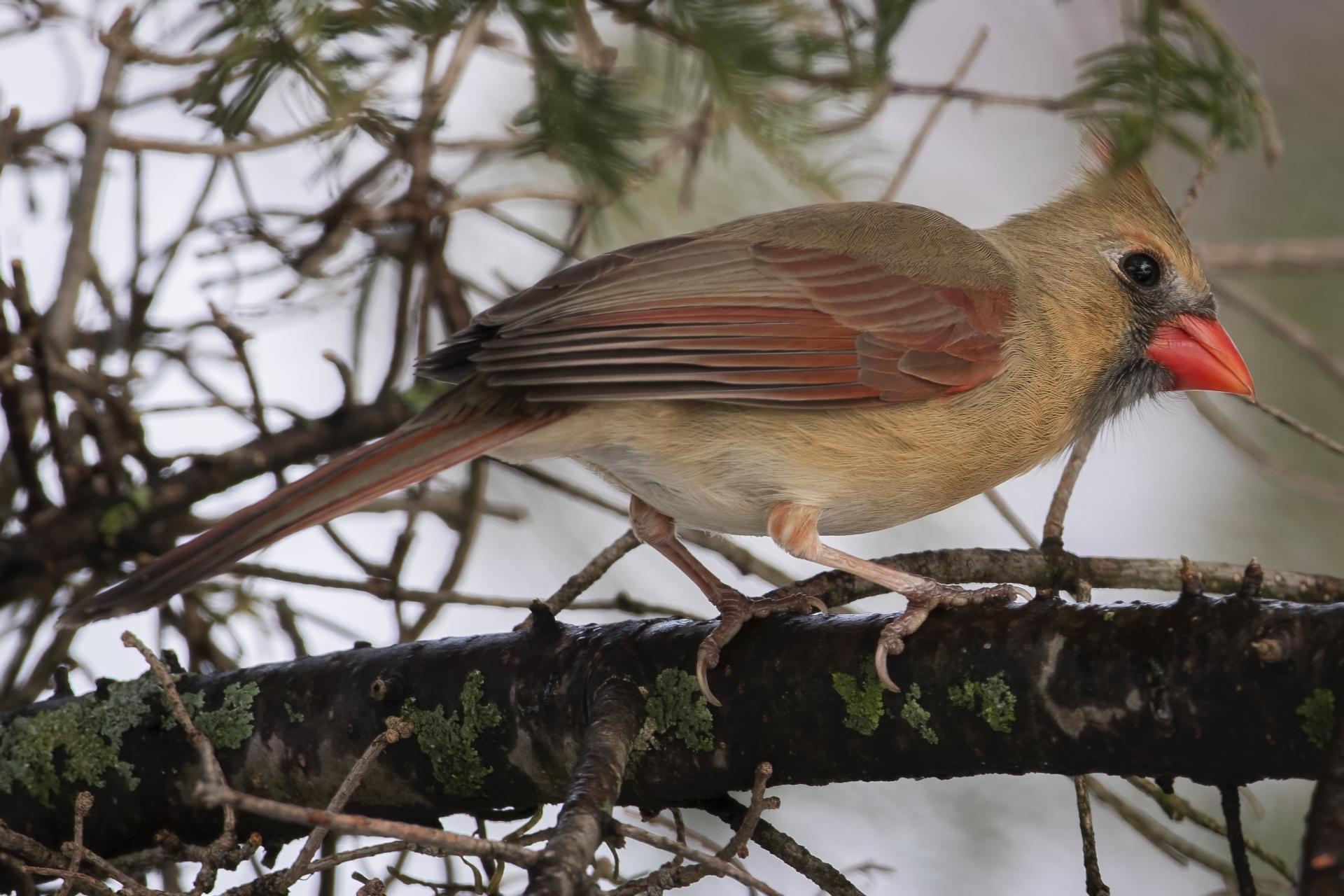 cardinal-rouge-Northern-cardinal