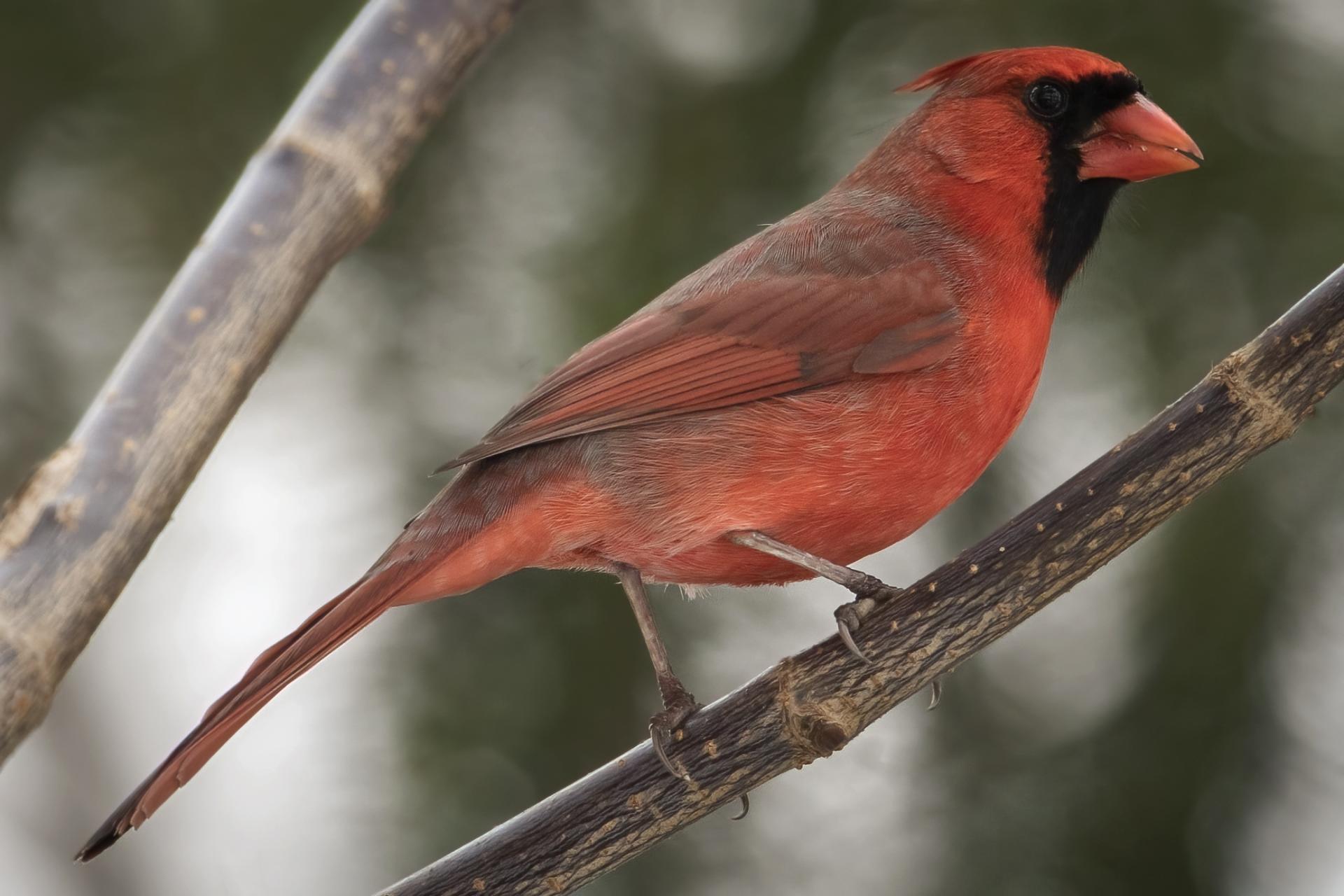 cardinal-rouge-Northern-cardinal