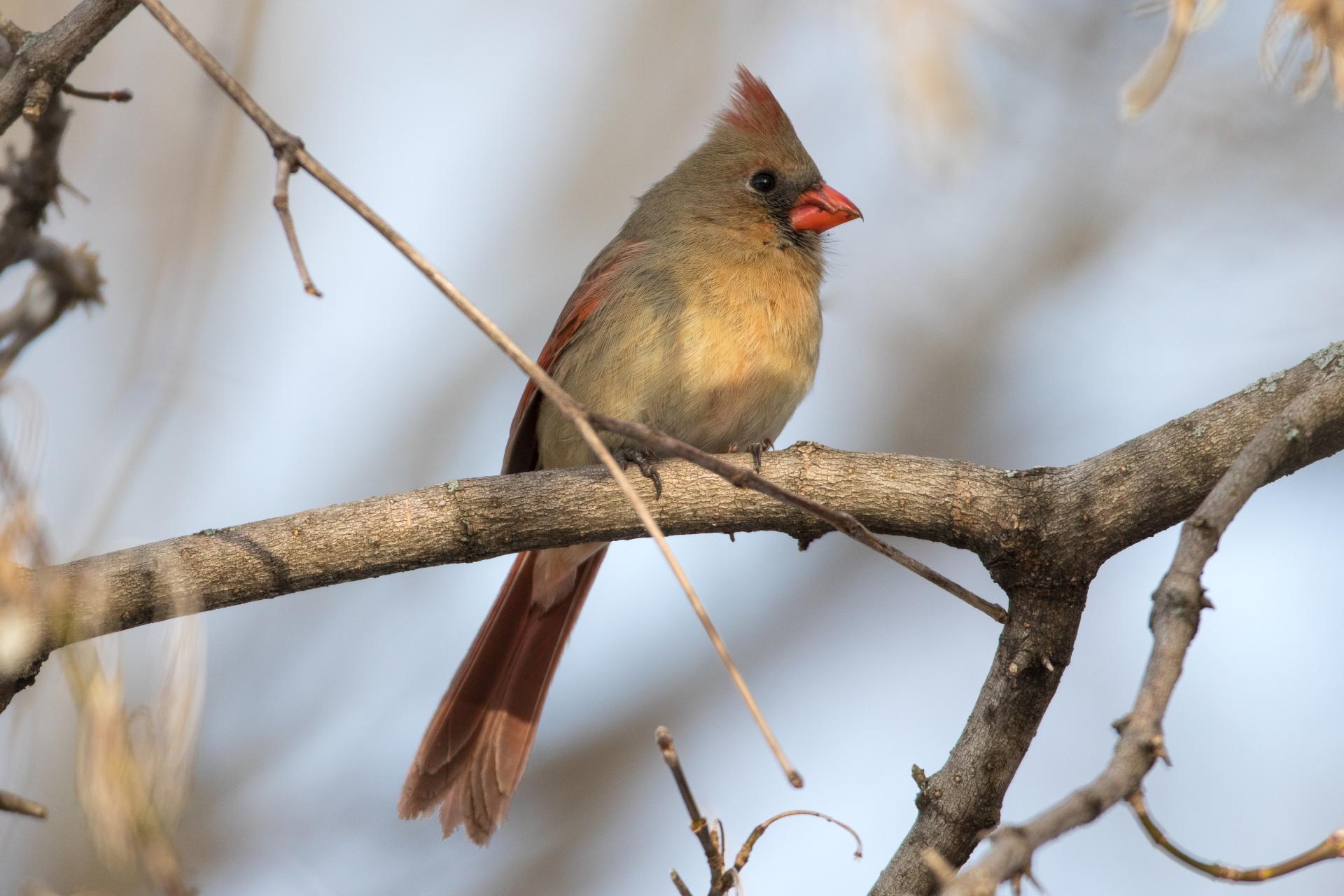 cardinal-rouge-Northern-cardinal