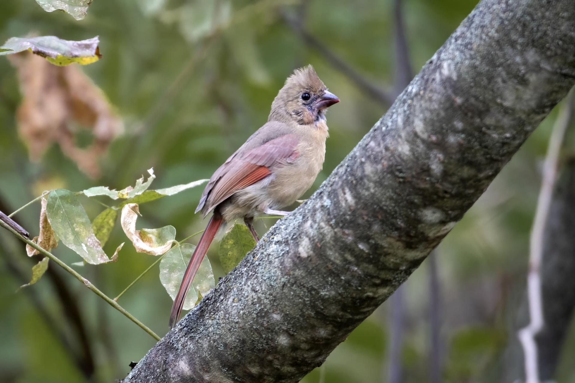 cardinal-rouge-Northern-cardinal