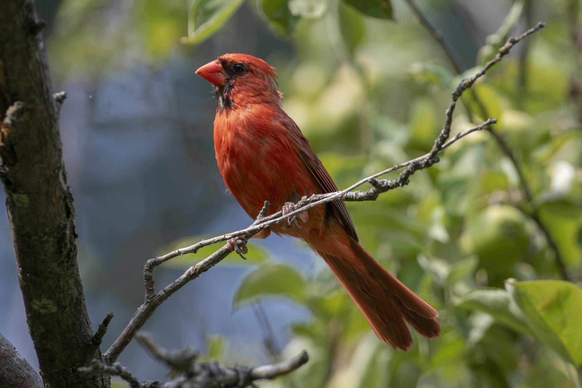 cardinal-rouge-Northern-cardinal