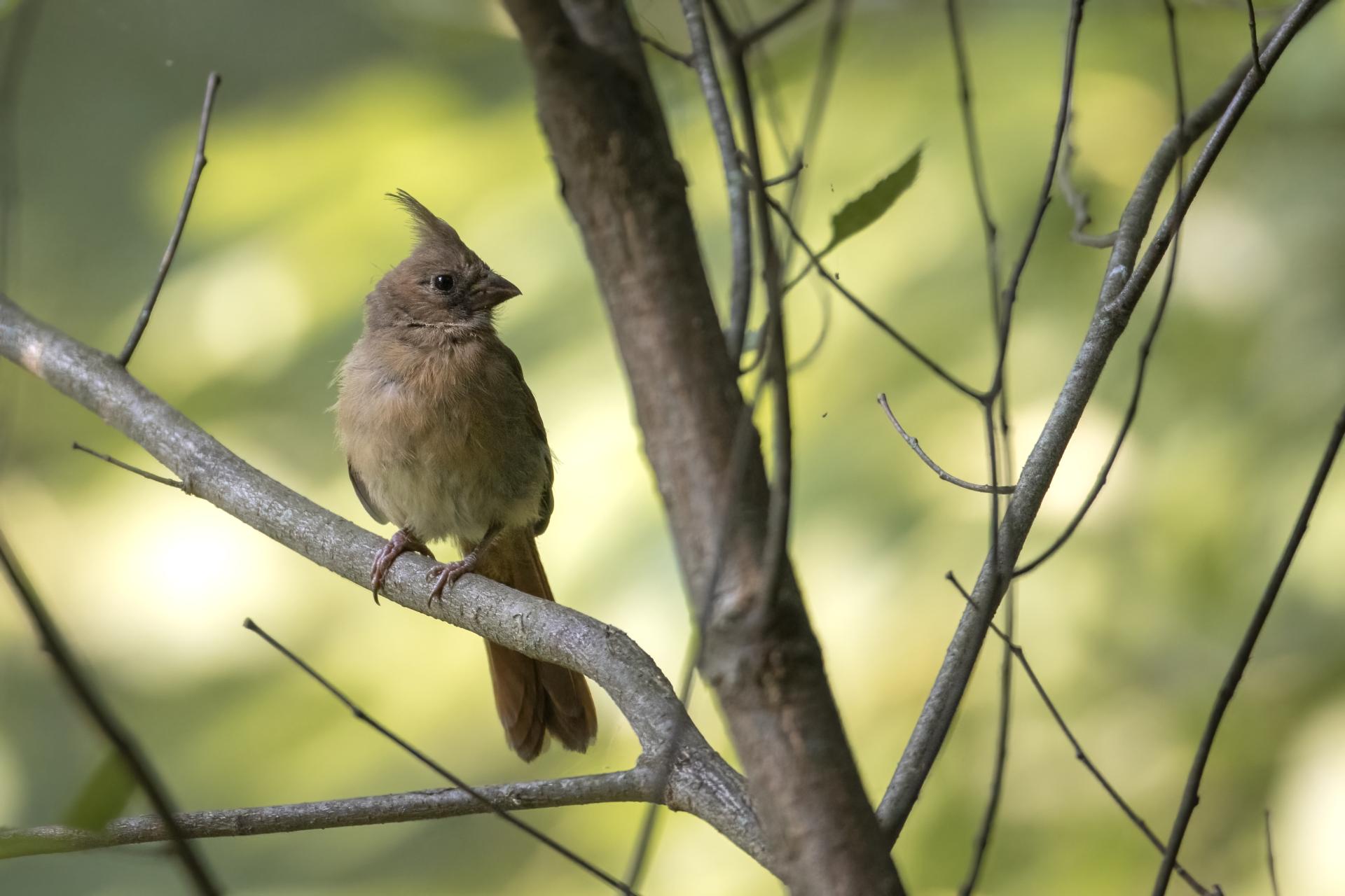 cardinal-rouge-Northern-cardinal
